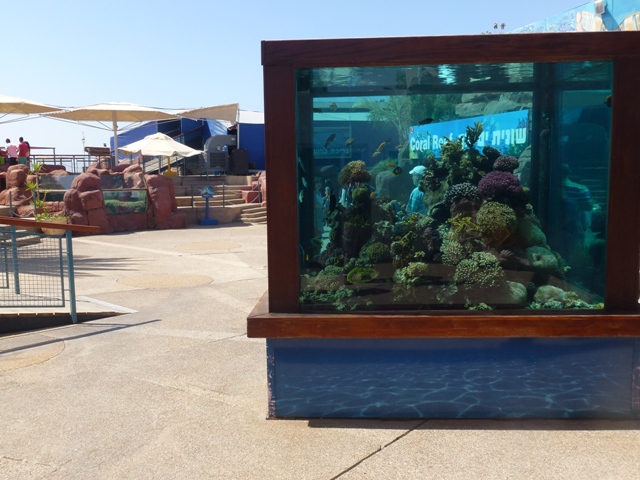 Eilat Underwater Observatory Marine Park 24.4.13