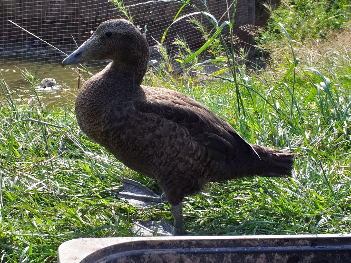 Eileen the friendly eider