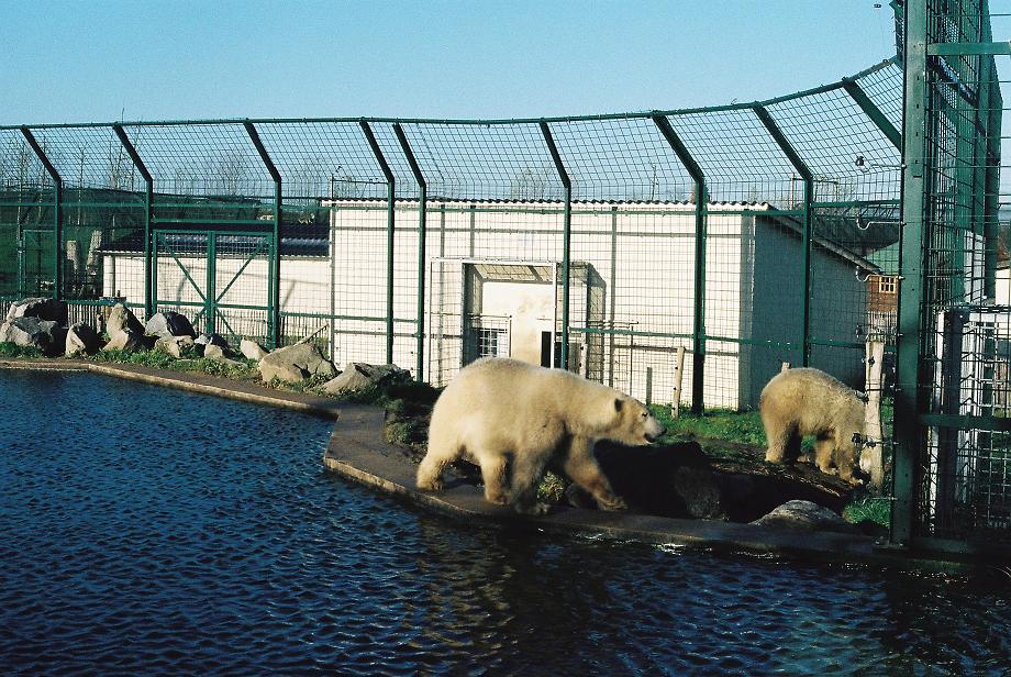Eindhoven Polar Bears