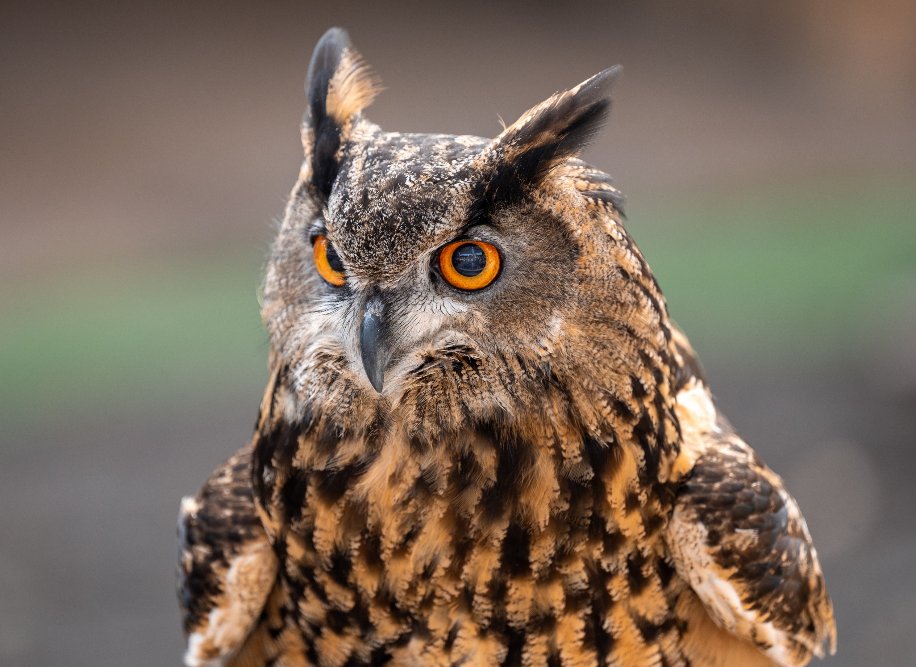 Einstein the Eurasian Eagle Owl