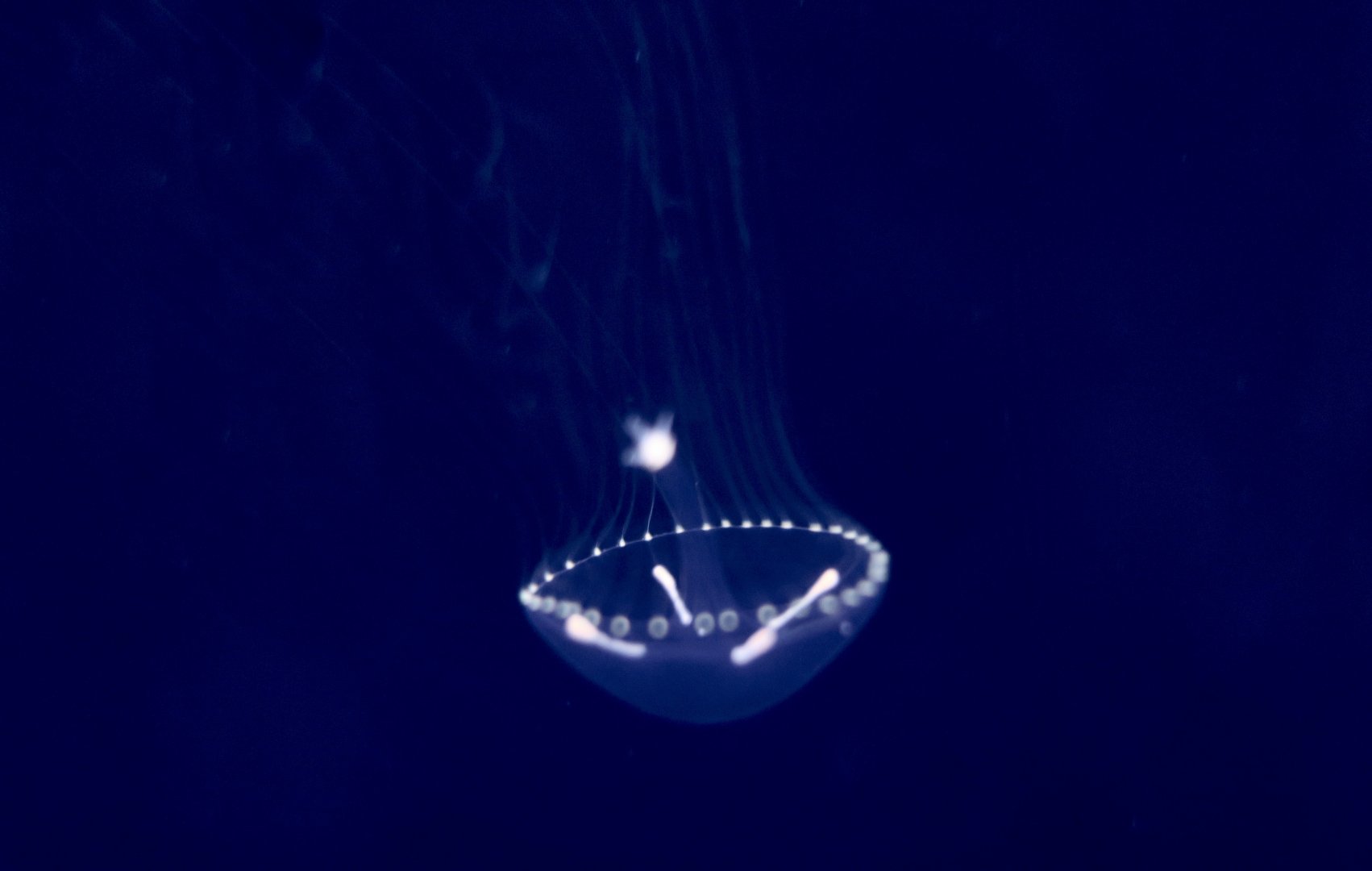 Eirene menoni, a hydrozoan jellyfish