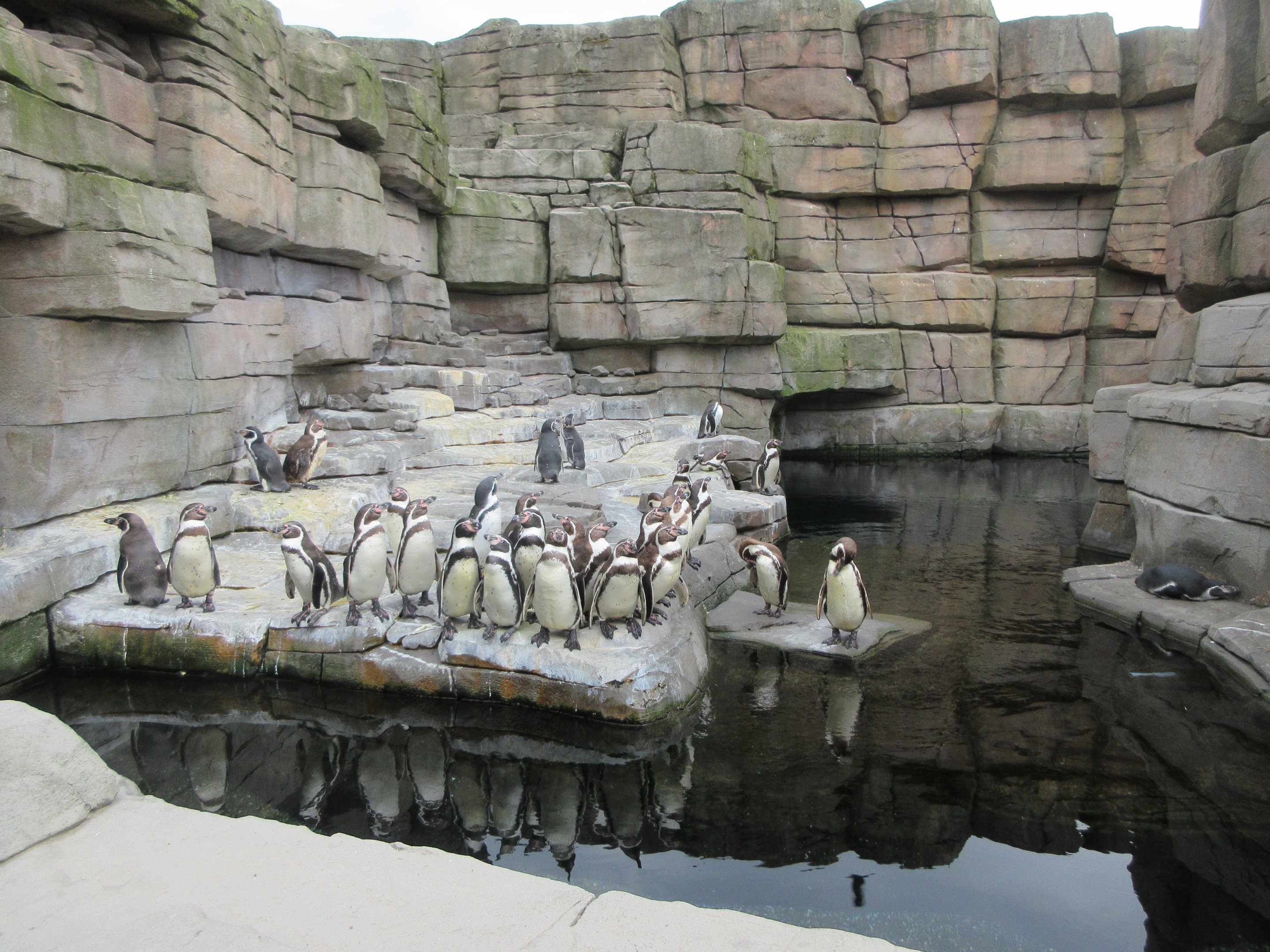 Eismeer - Humboldt Penguin Exhibit (it's much larger!)