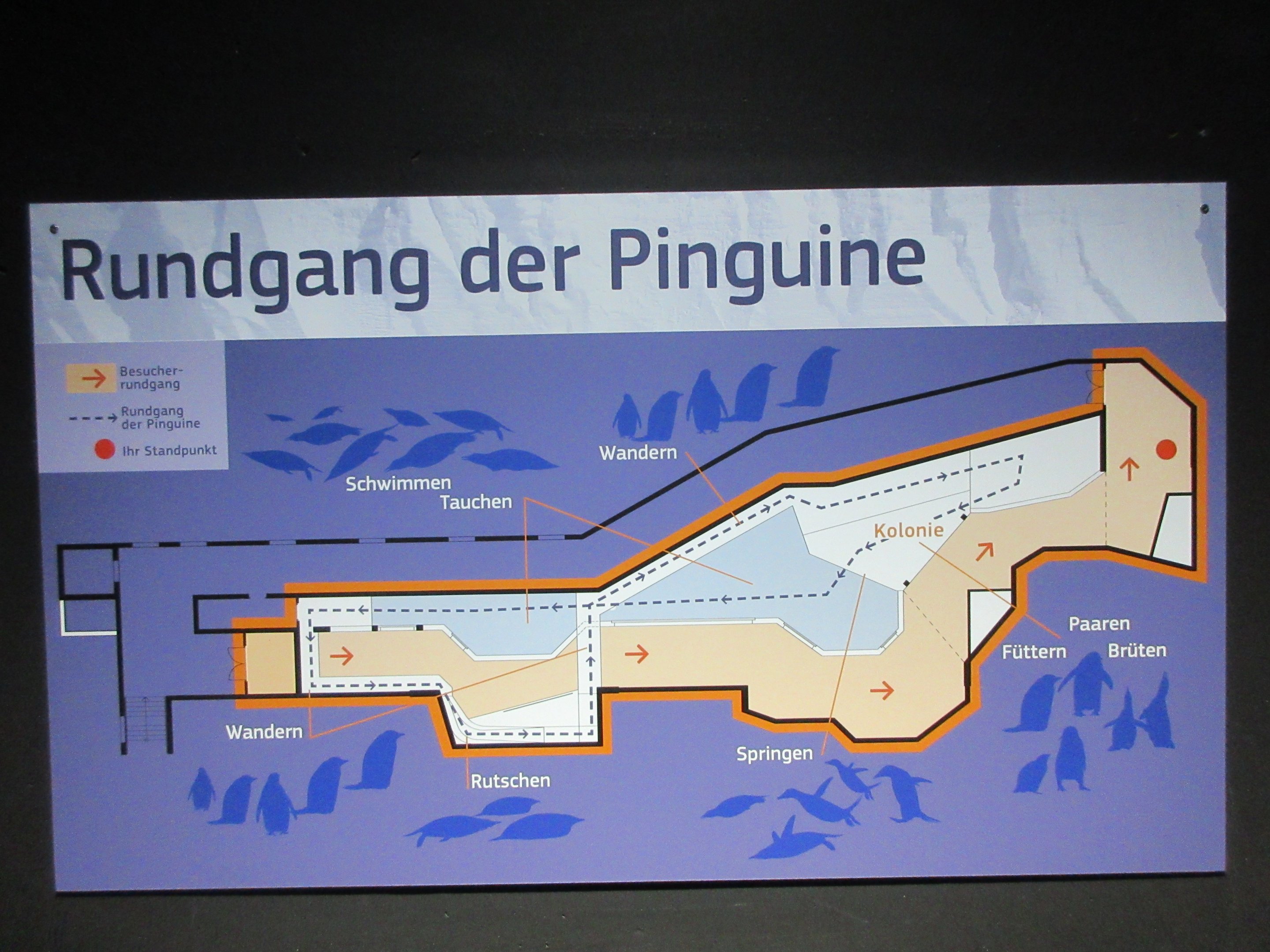 Eismeer - King/Gentoo Penguin Exhibit Map