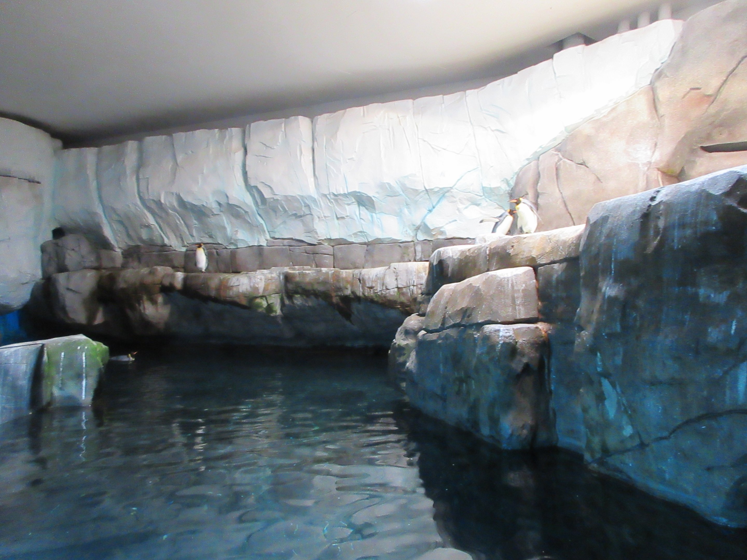 Eismeer - King/Gentoo Penguin Exhibit