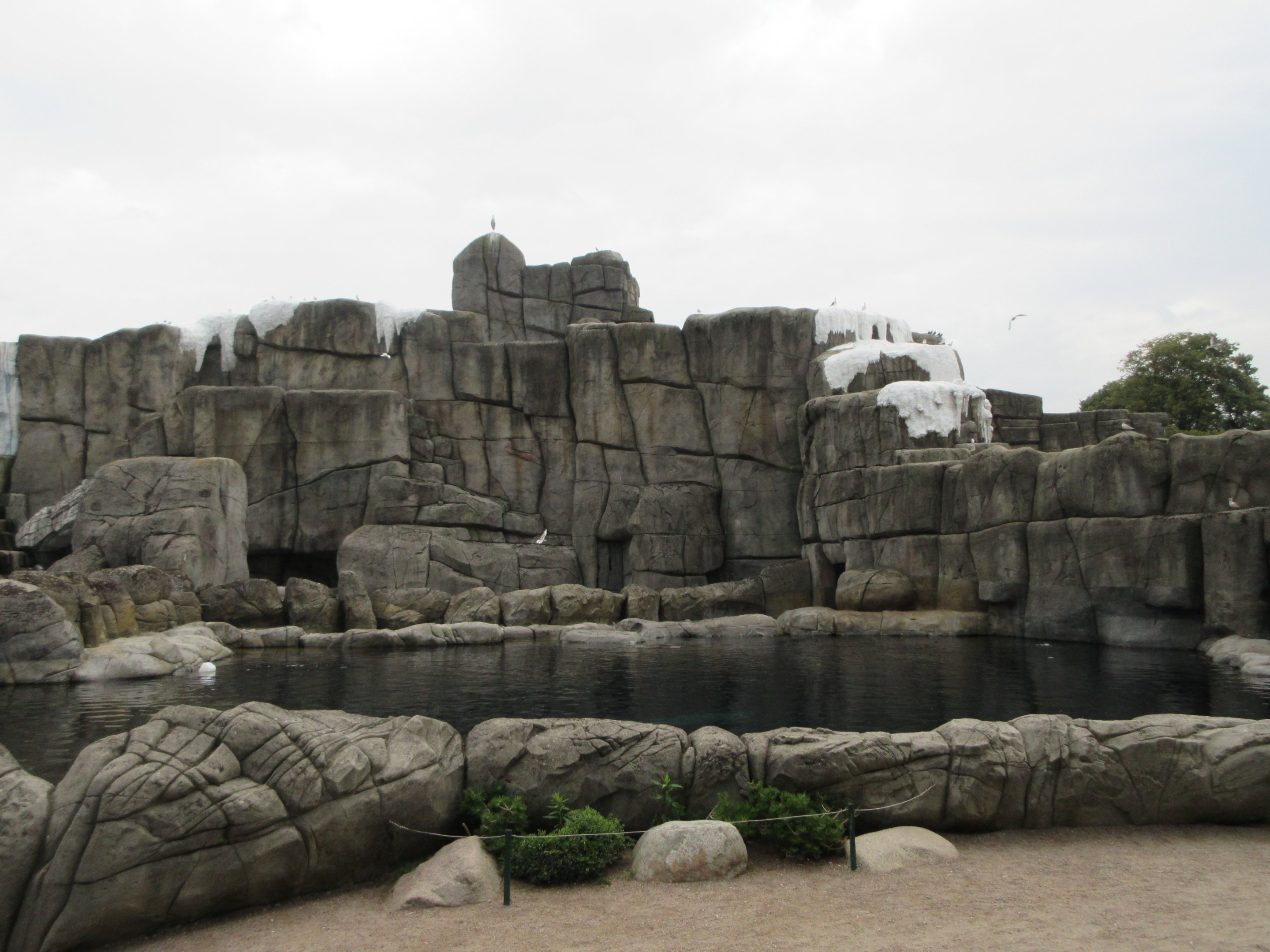 Eismeer - Pacific Walrus Exhibit #1