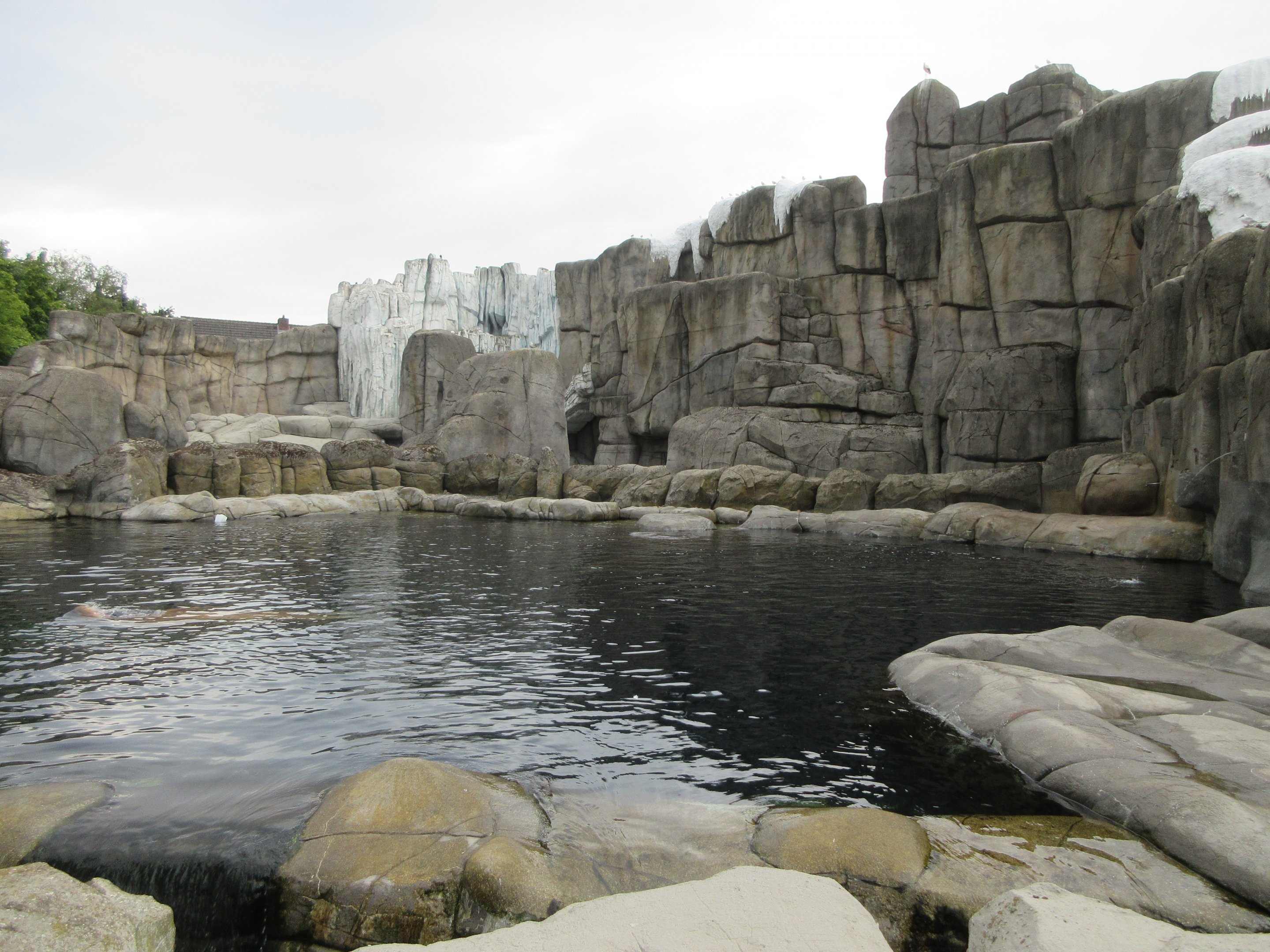 Eismeer - Pacific Walrus Exhibit #1