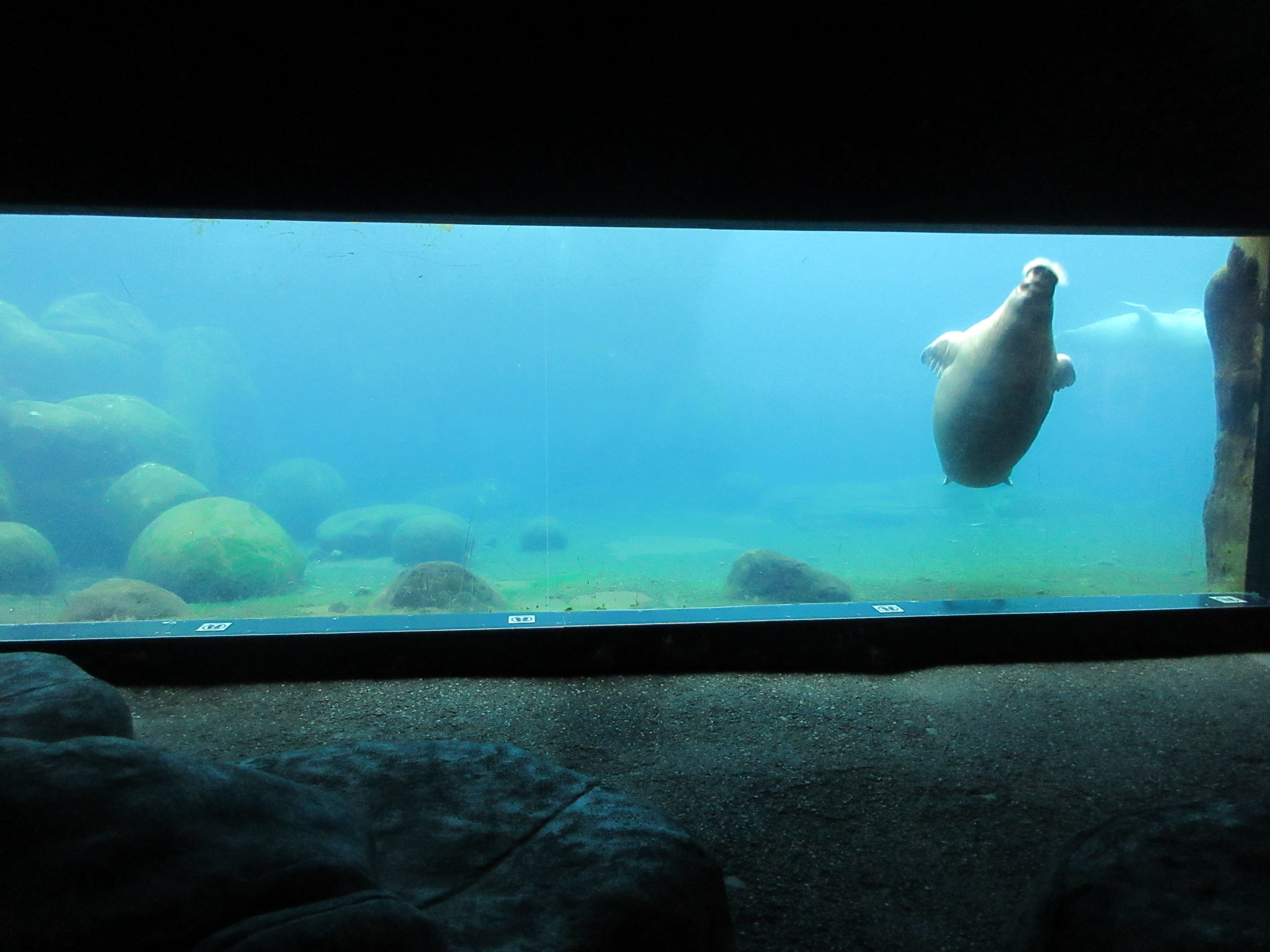 Eismeer - Pacific Walrus Exhibit #1