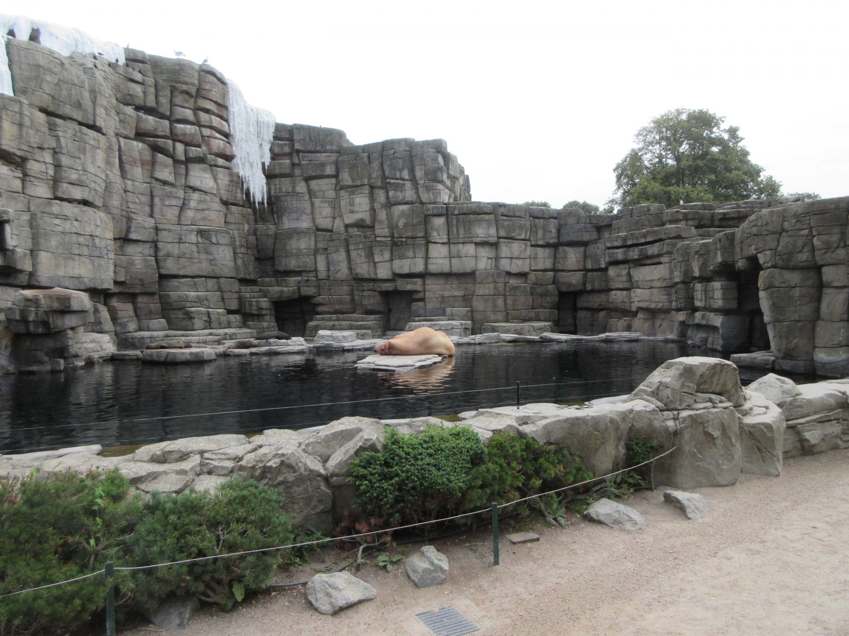 Eismeer - Pacific Walrus Exhibit #2 (+ South American Fur Seals)