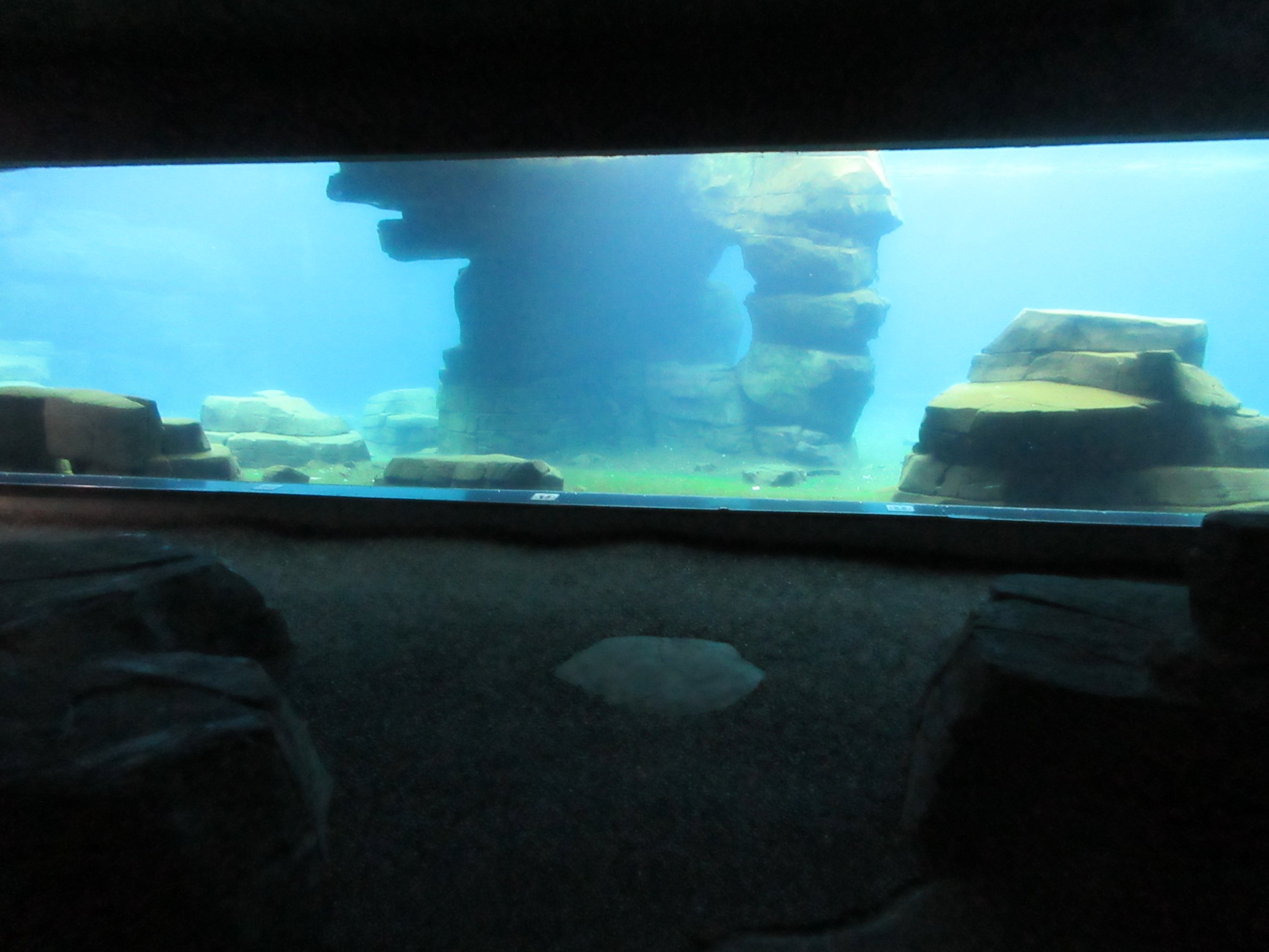 Eismeer - Pacific Walrus Exhibit #2 (+ South American Fur Seals)