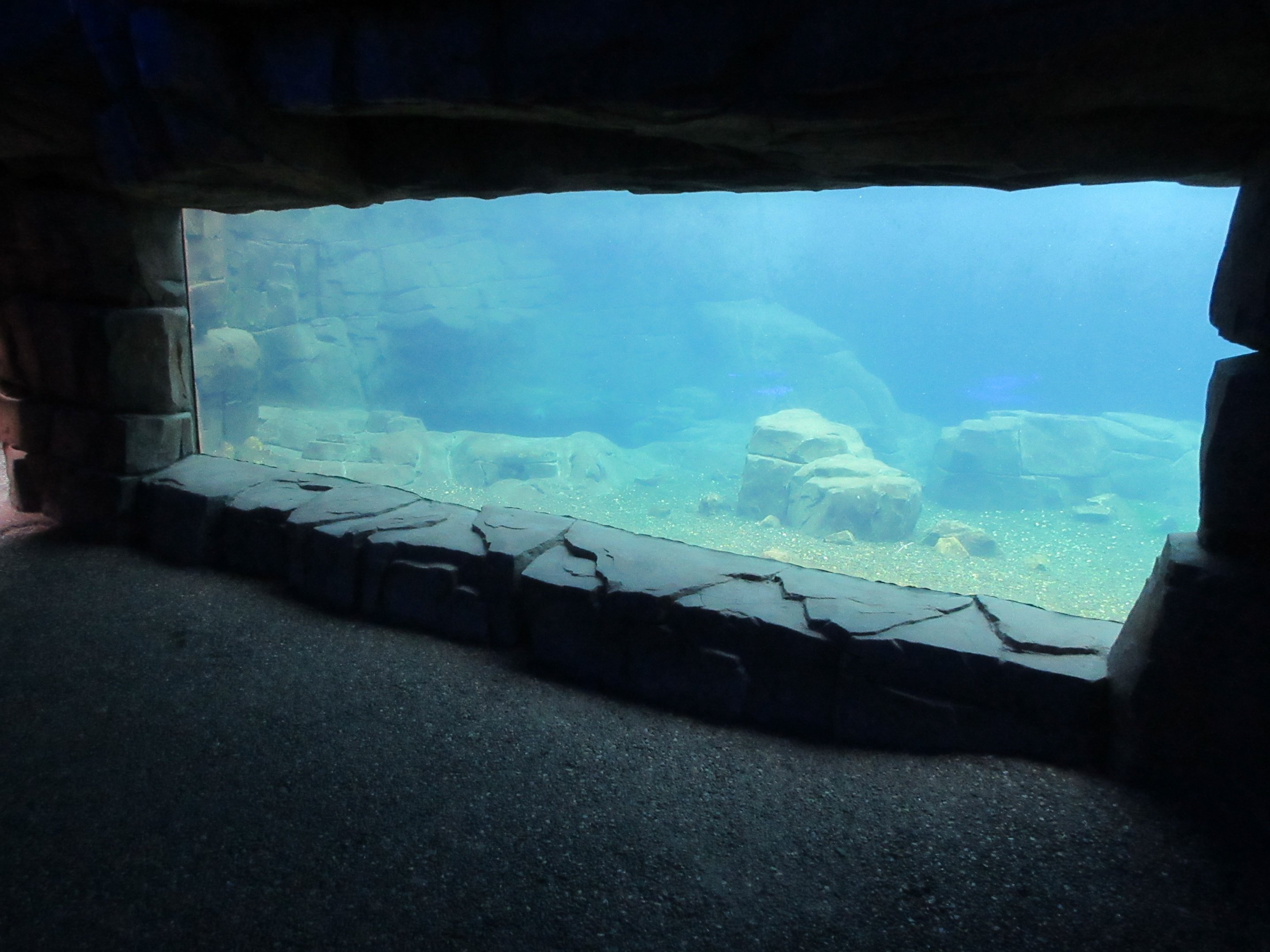 Eismeer - Pacific Walrus Exhibit #3