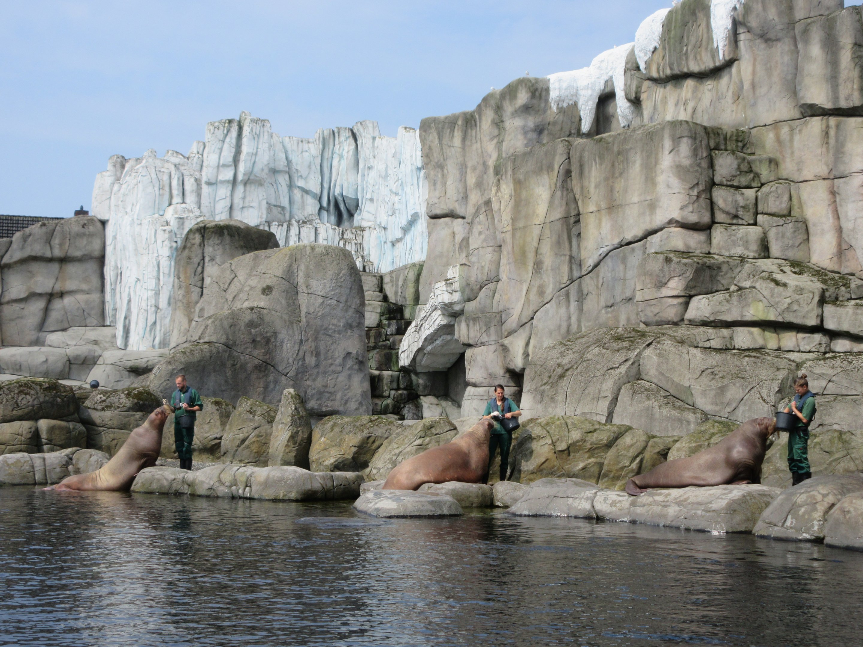 Eismeer - Pacific Walrus Training Session