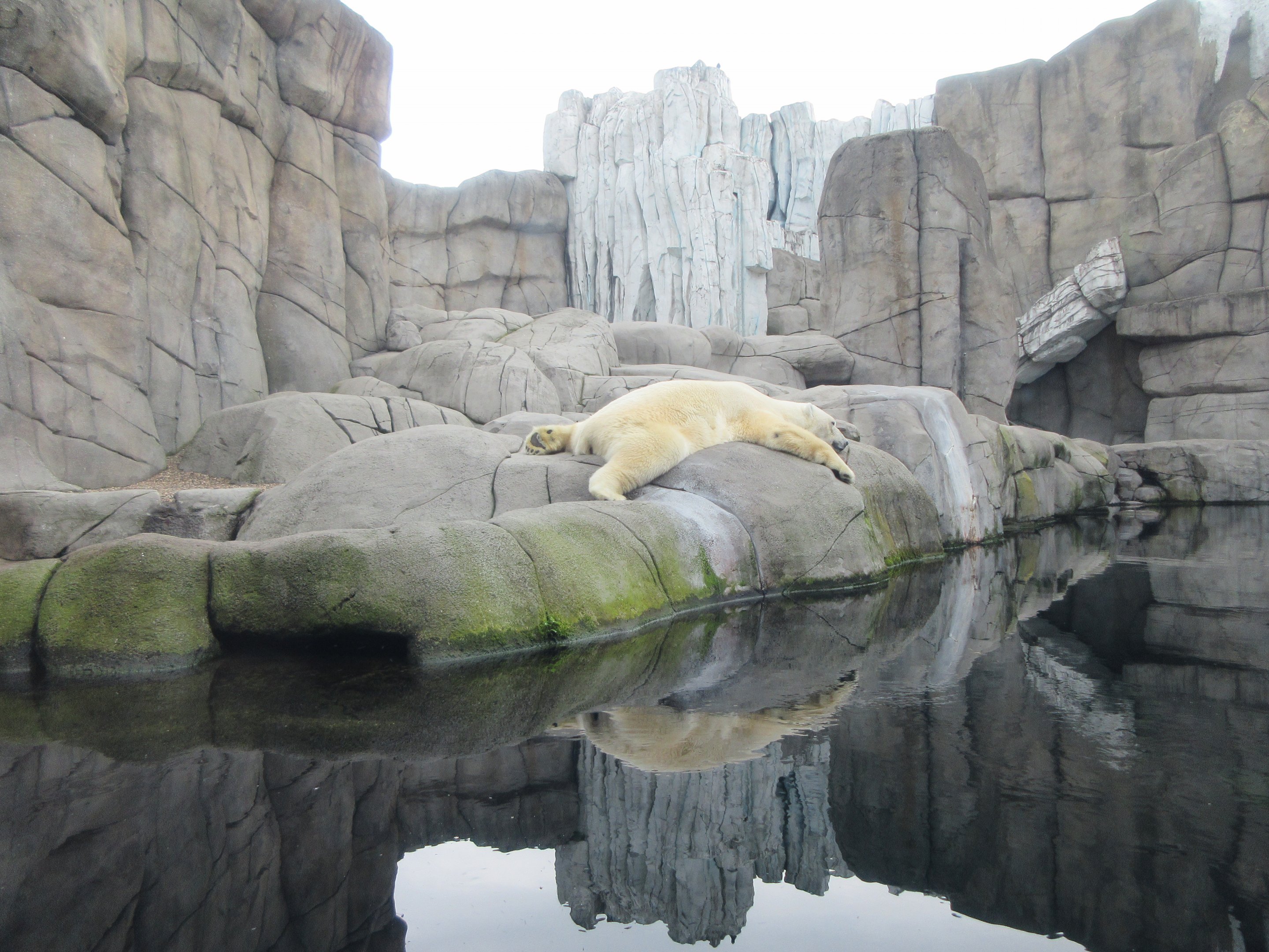 Eismeer - Polar Bear Exhibit