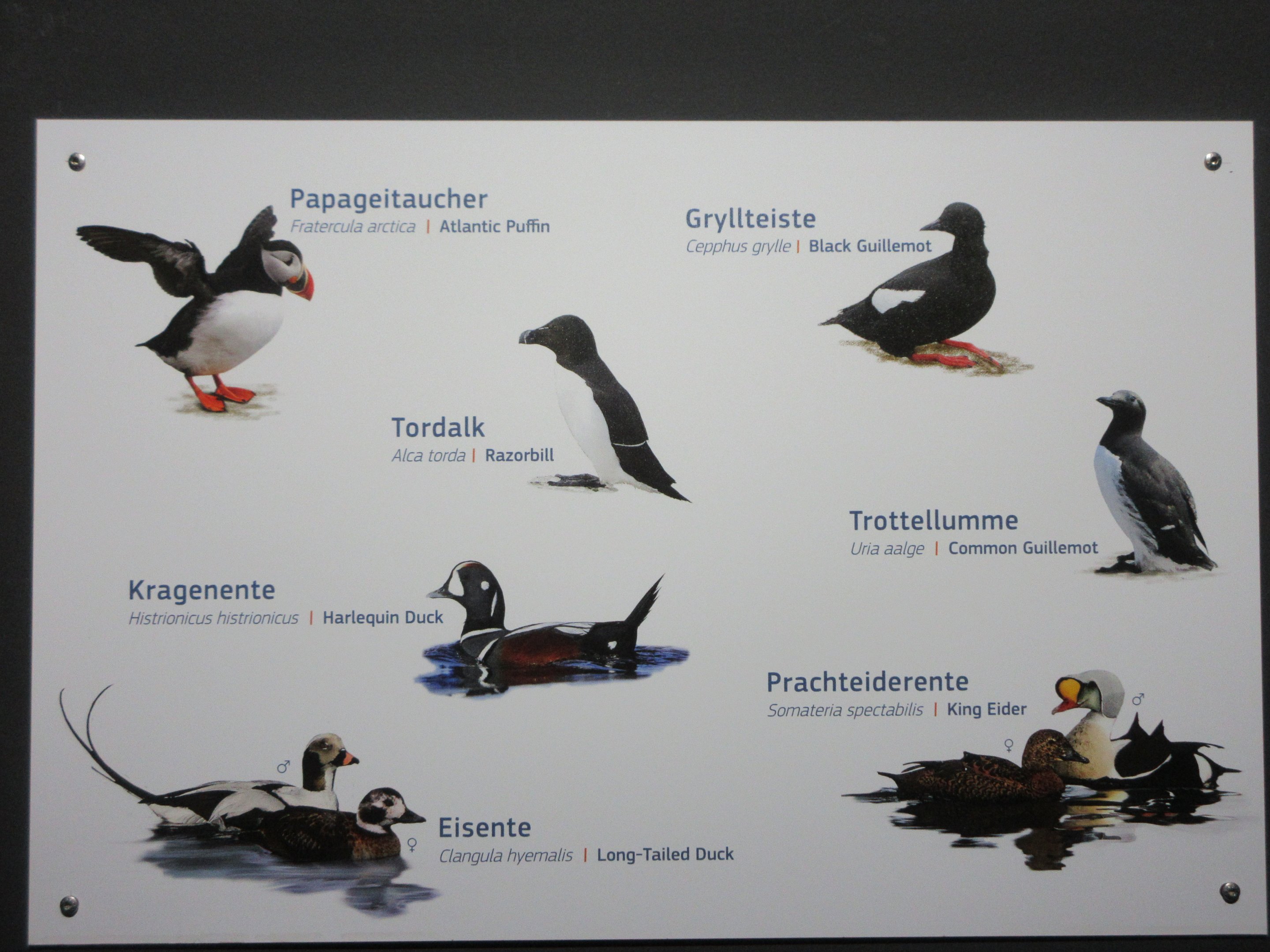 Eismeer - Seabird Aviary Sign