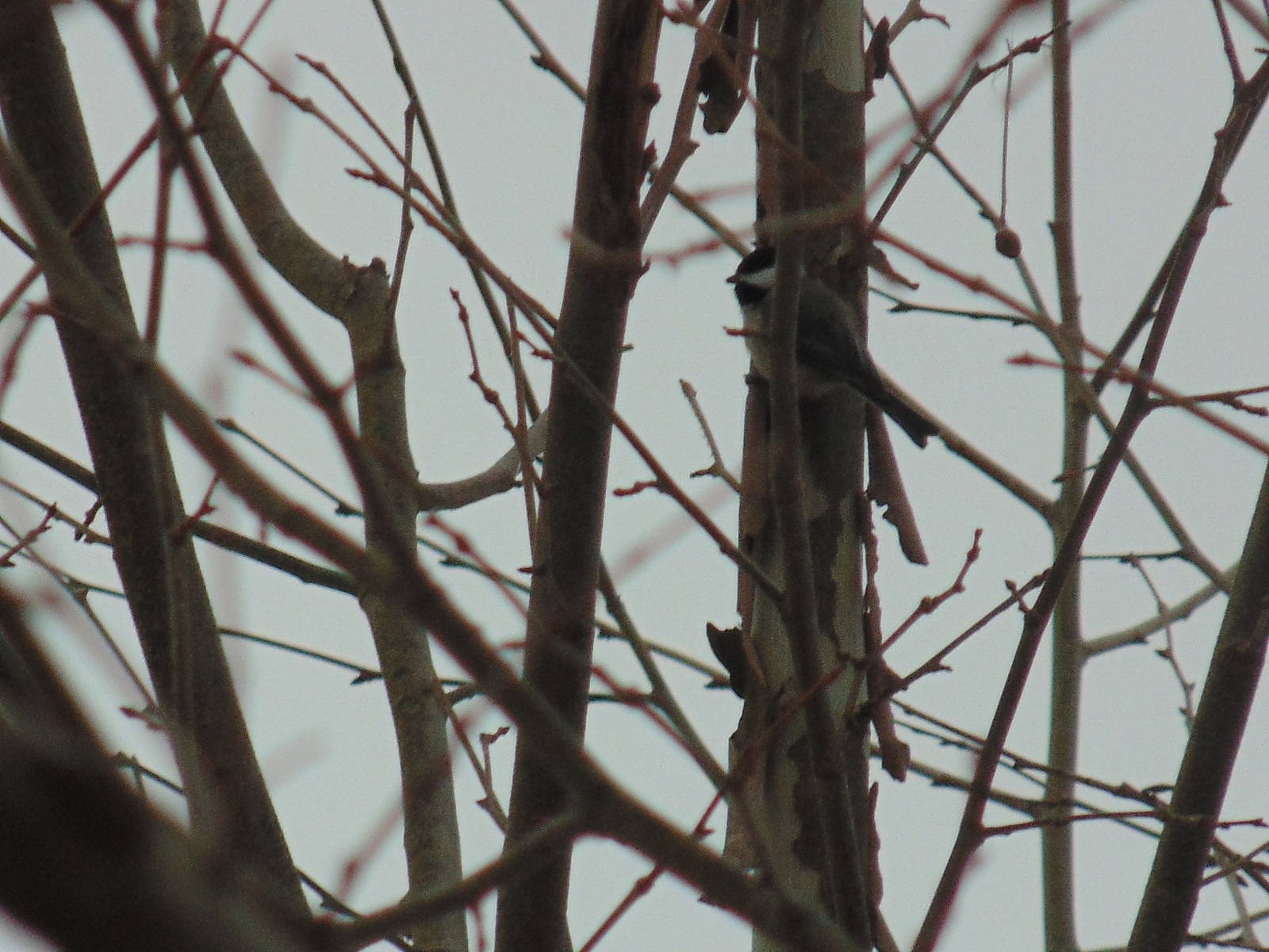 Either a Black Capped Chickadee or Carolina Chickadee