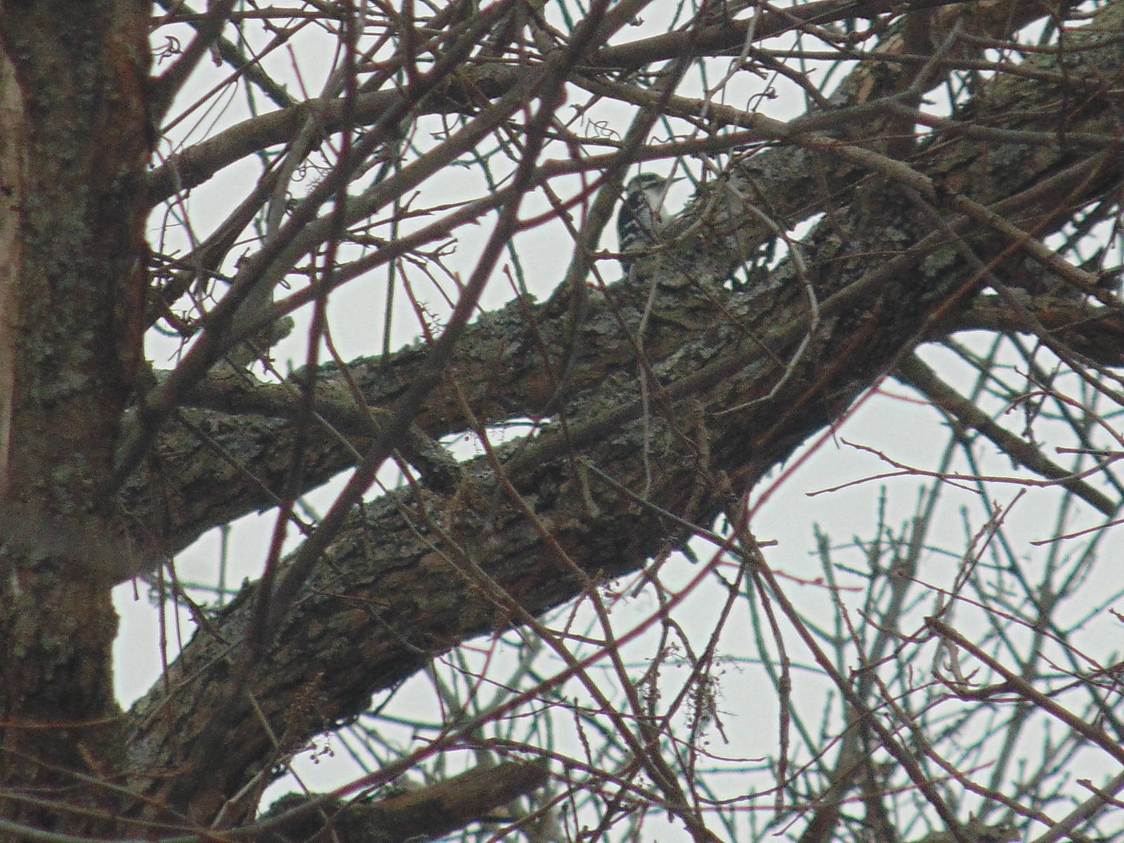 Either a Downy Woodpecker or Hairy Woodpecker