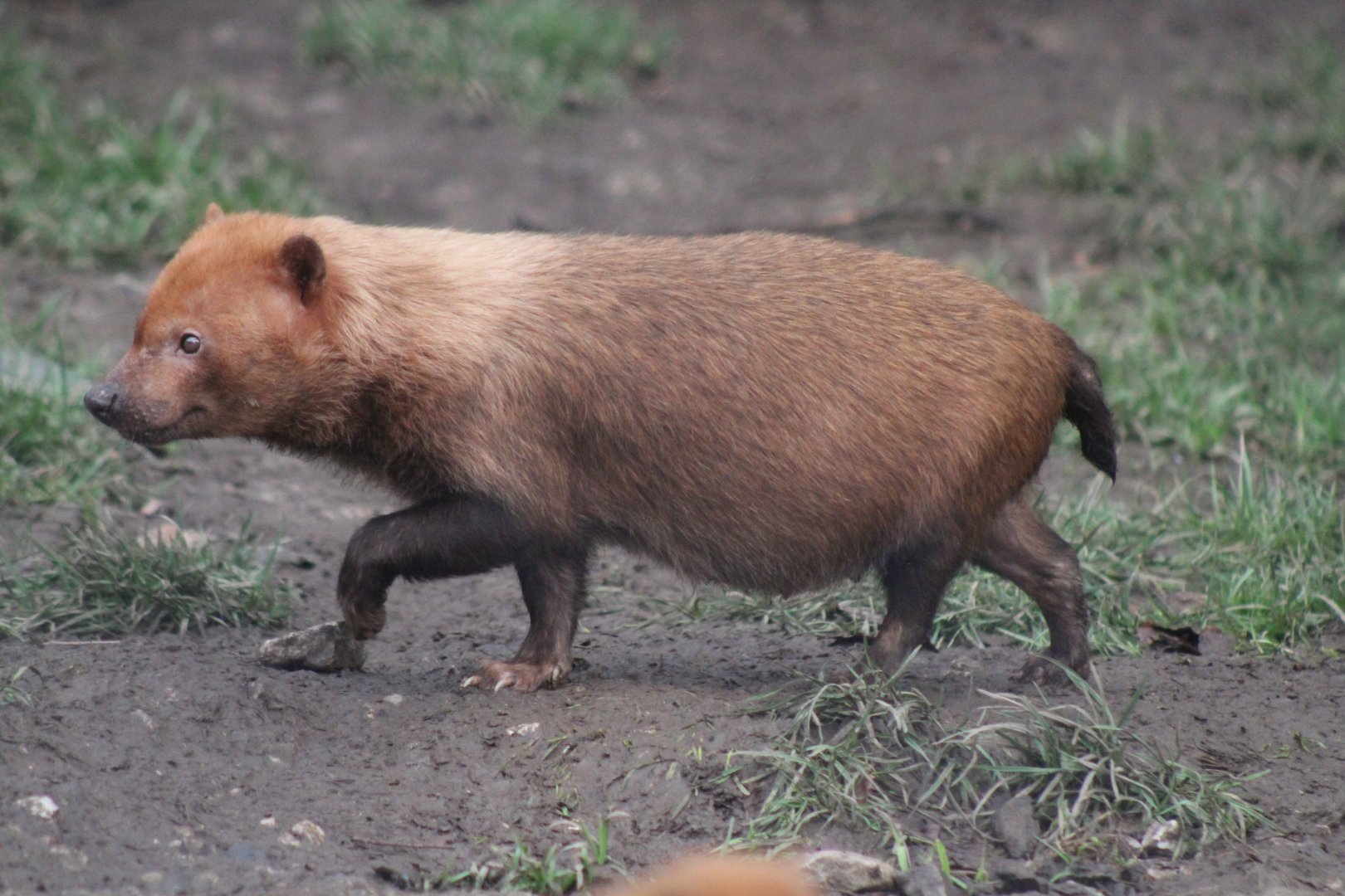 Either a fat or Pregnant Bush Dog
