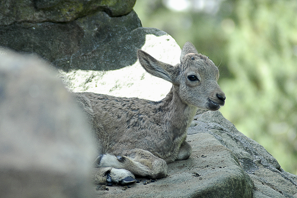 Either an ibex or a tahr calf - Berlin Zoo 2022