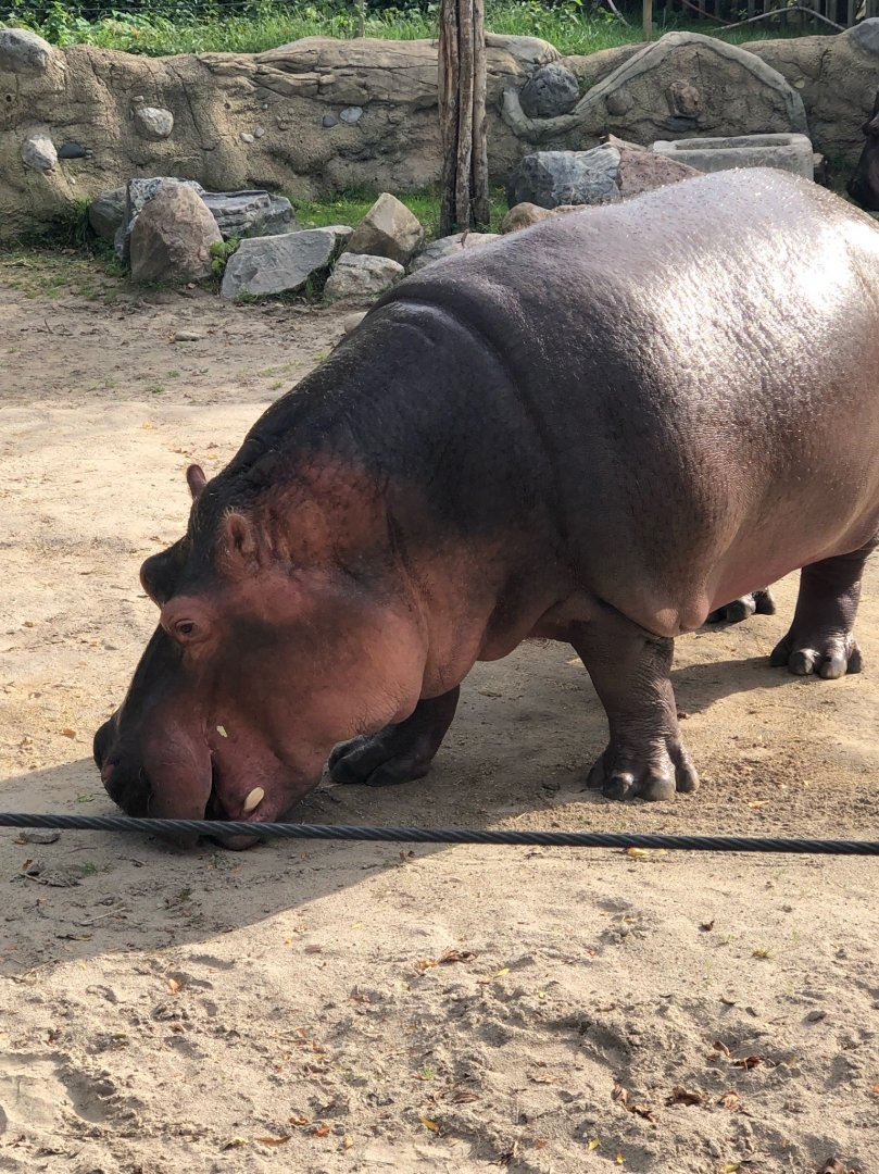 Either Perky or Petal, Female River Hippo