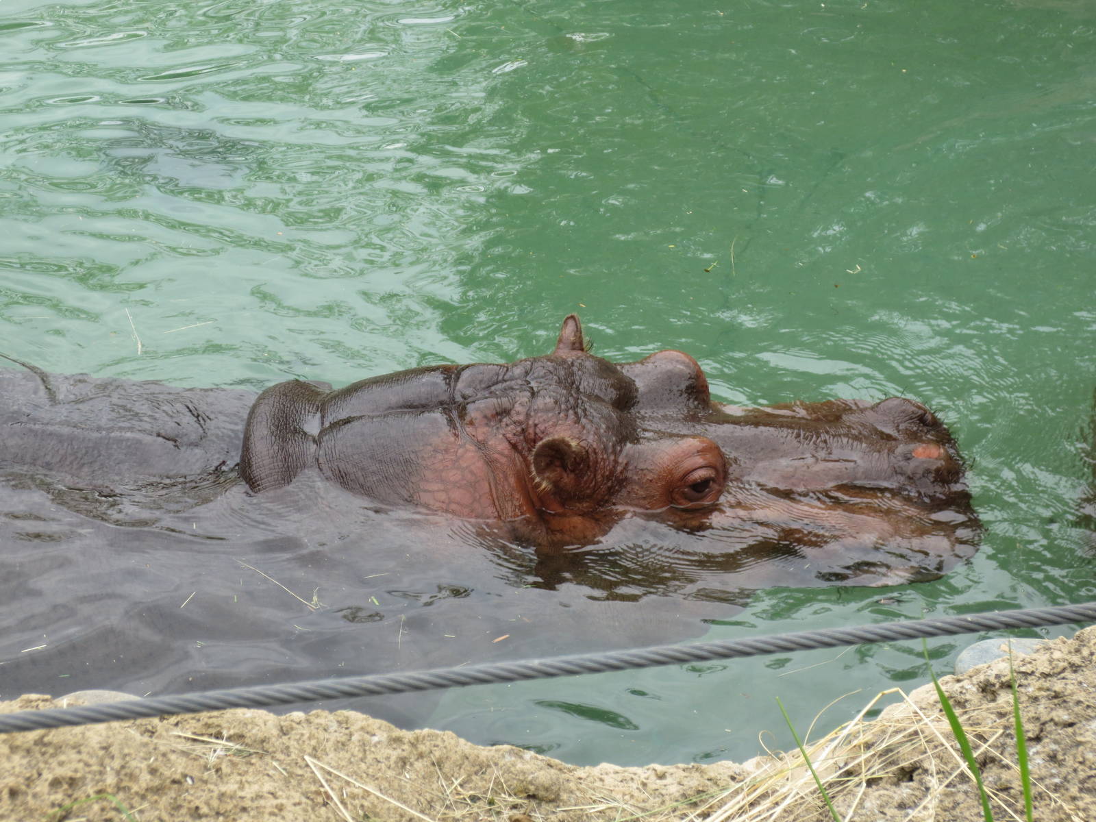 Either Perky or Petal.