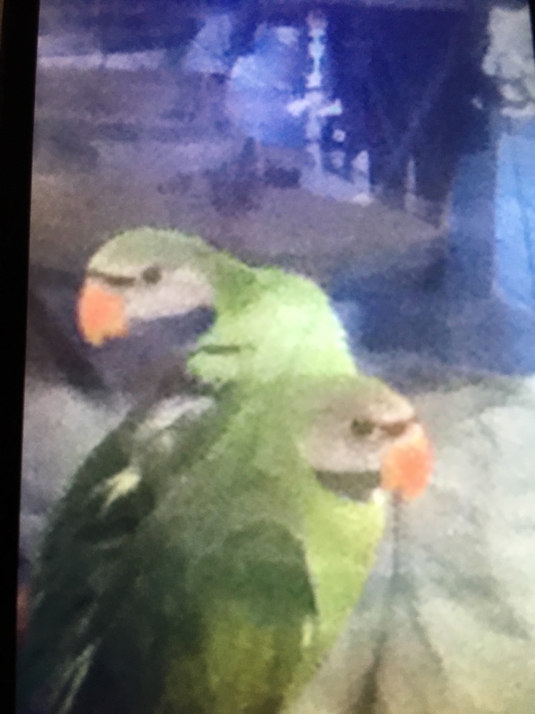 Either Red-Breasted or Lord Derby's Parakeet?