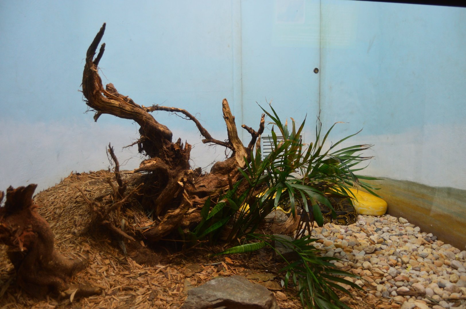 Ektopa - Burmese Python Exhibit