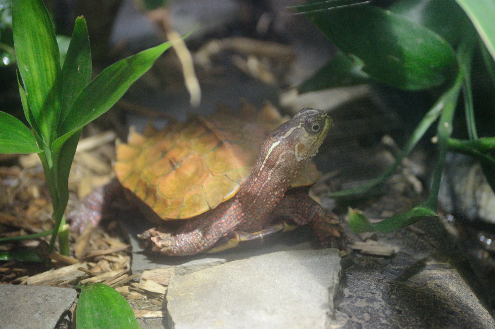 Ektopia - Black-breasted Leaf Turtle