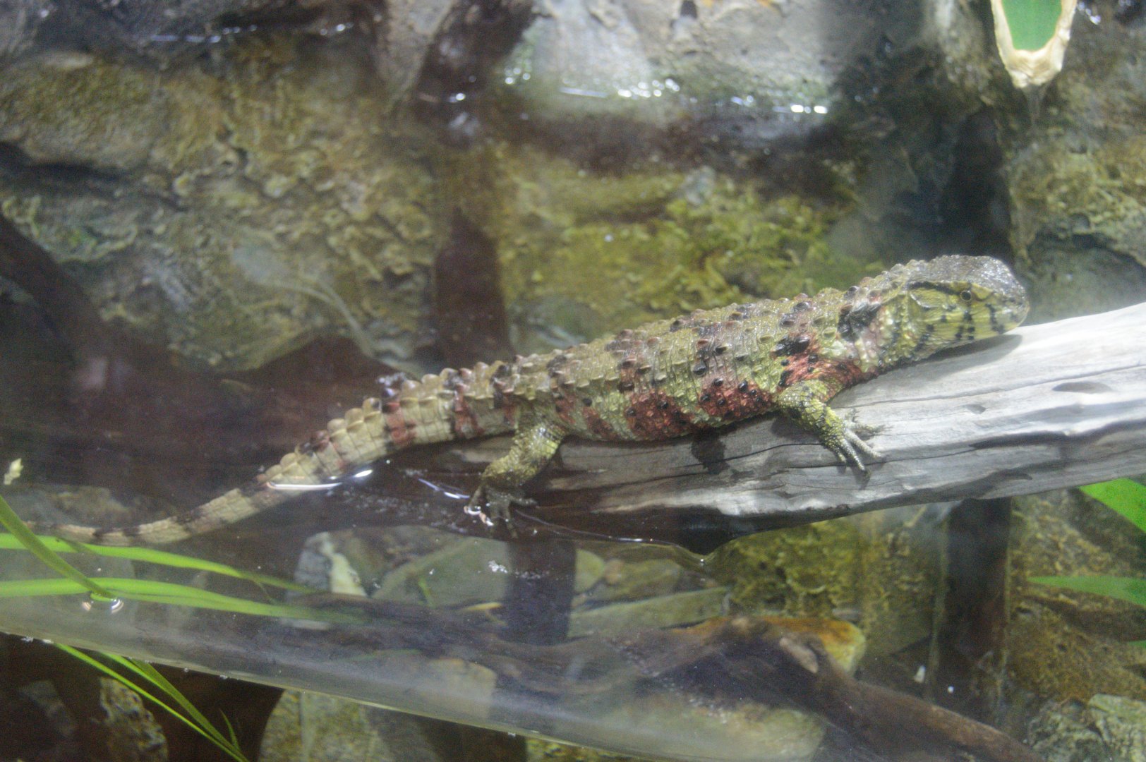 Ektopia - Chinese Crocodile Lizard