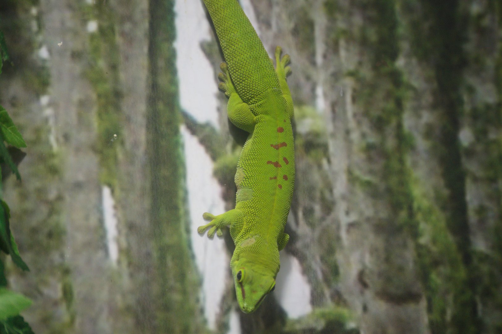 Ektopia - Giant Day Gecko