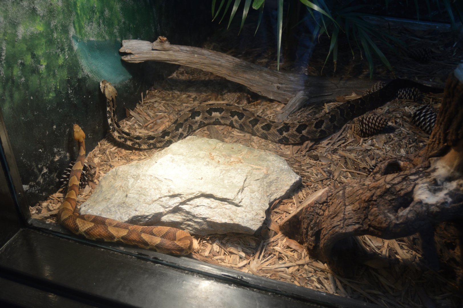 Ektopia - Northern Copperhead and Timber Rattlesnake