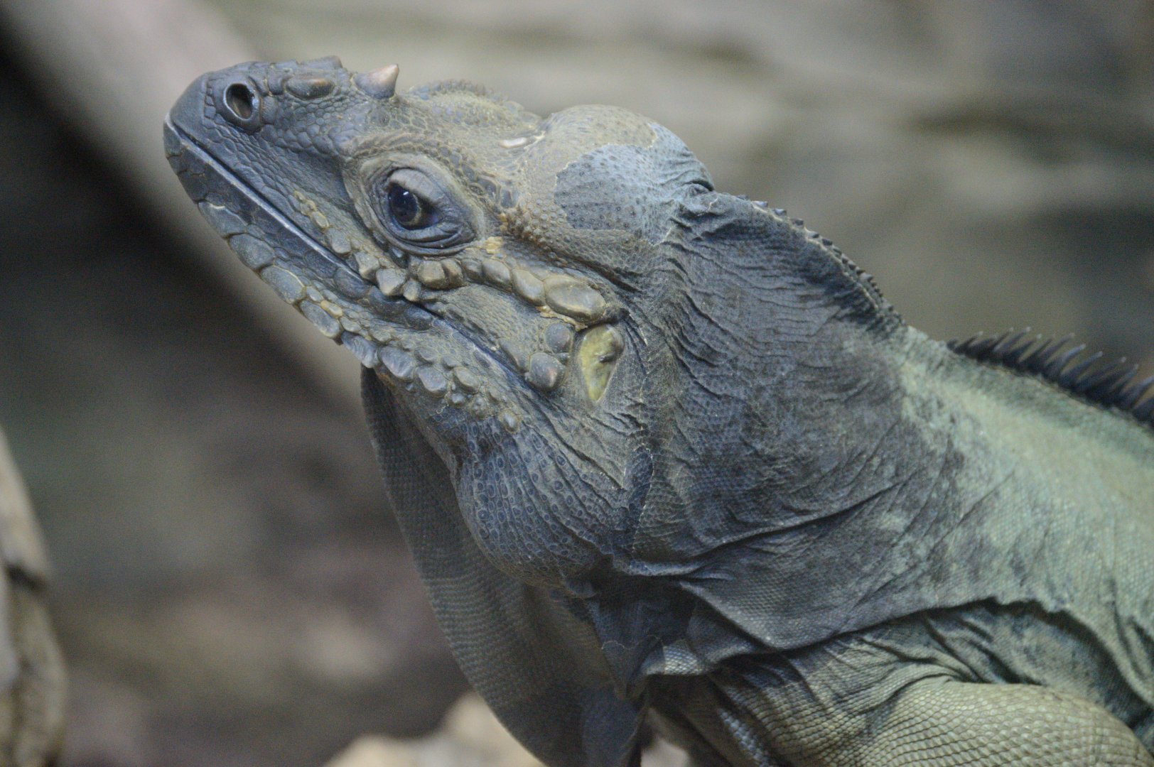 Ektopia - Rhinoceros Iguana