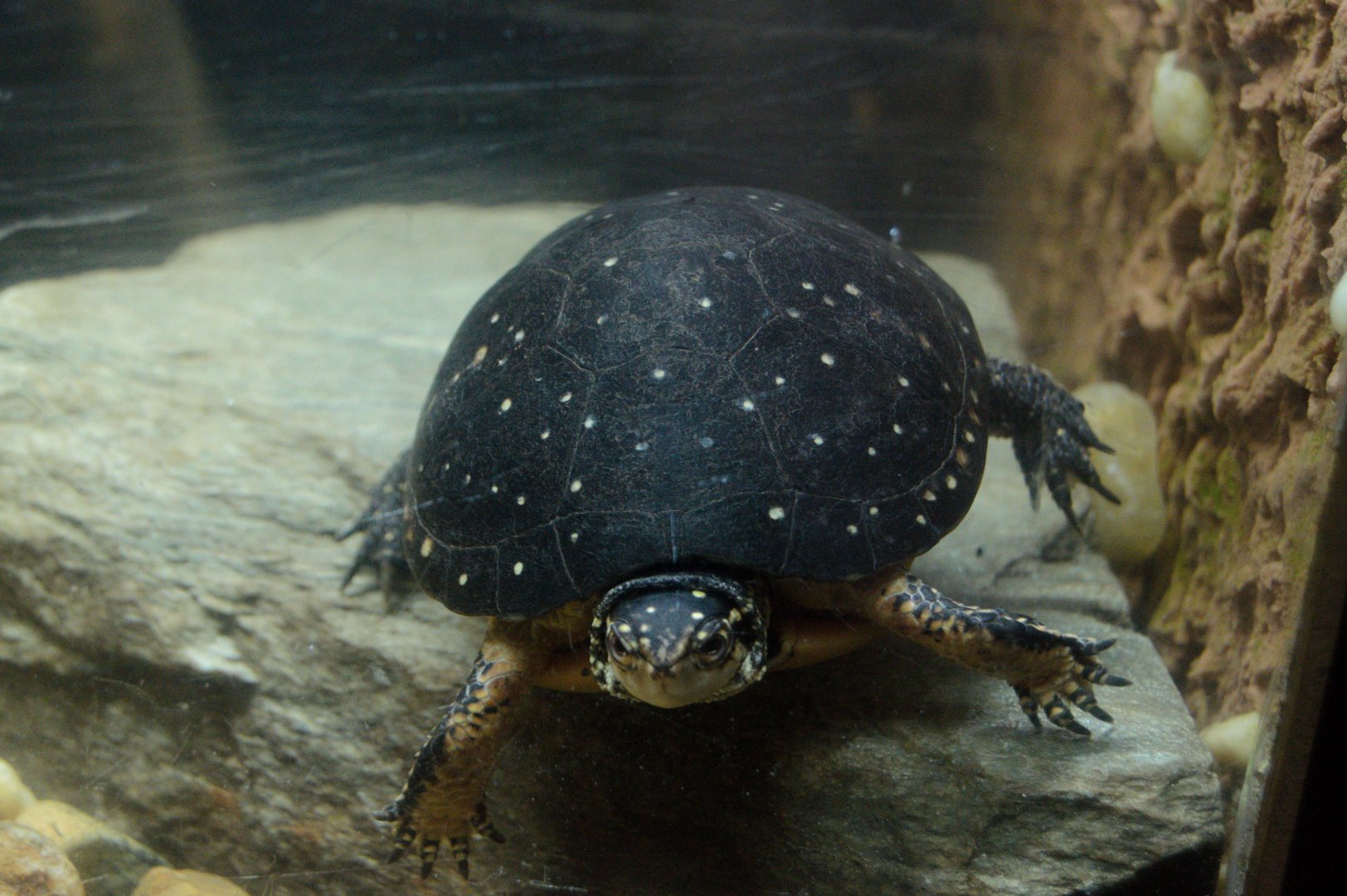 Ektopia - Spotted Turtle