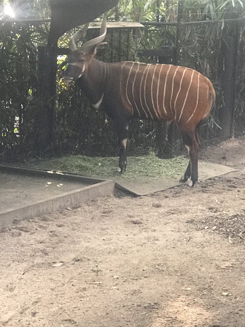 Ekundu- Eastern Bongo