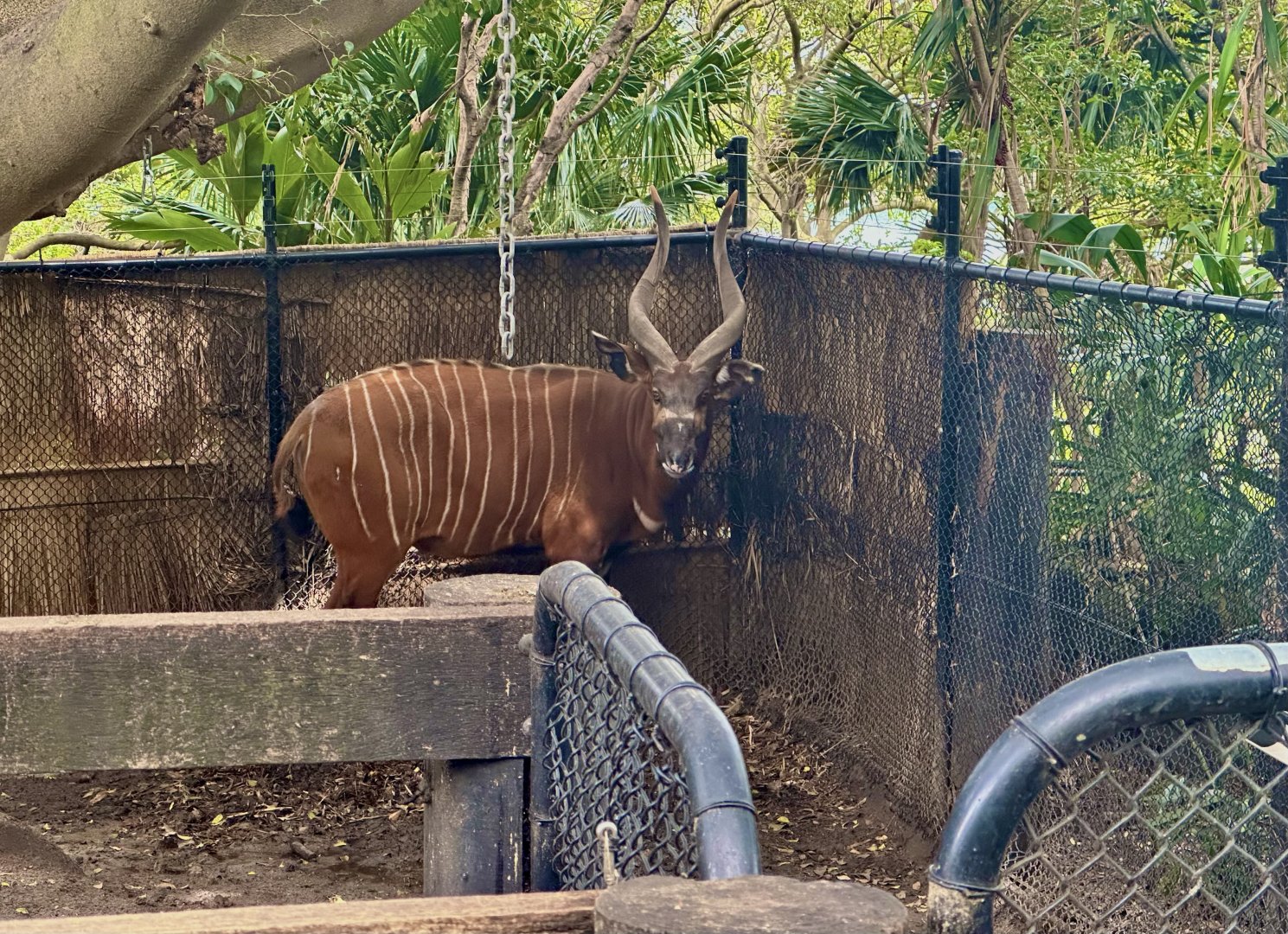 Ekundu (Eastern Bongo)