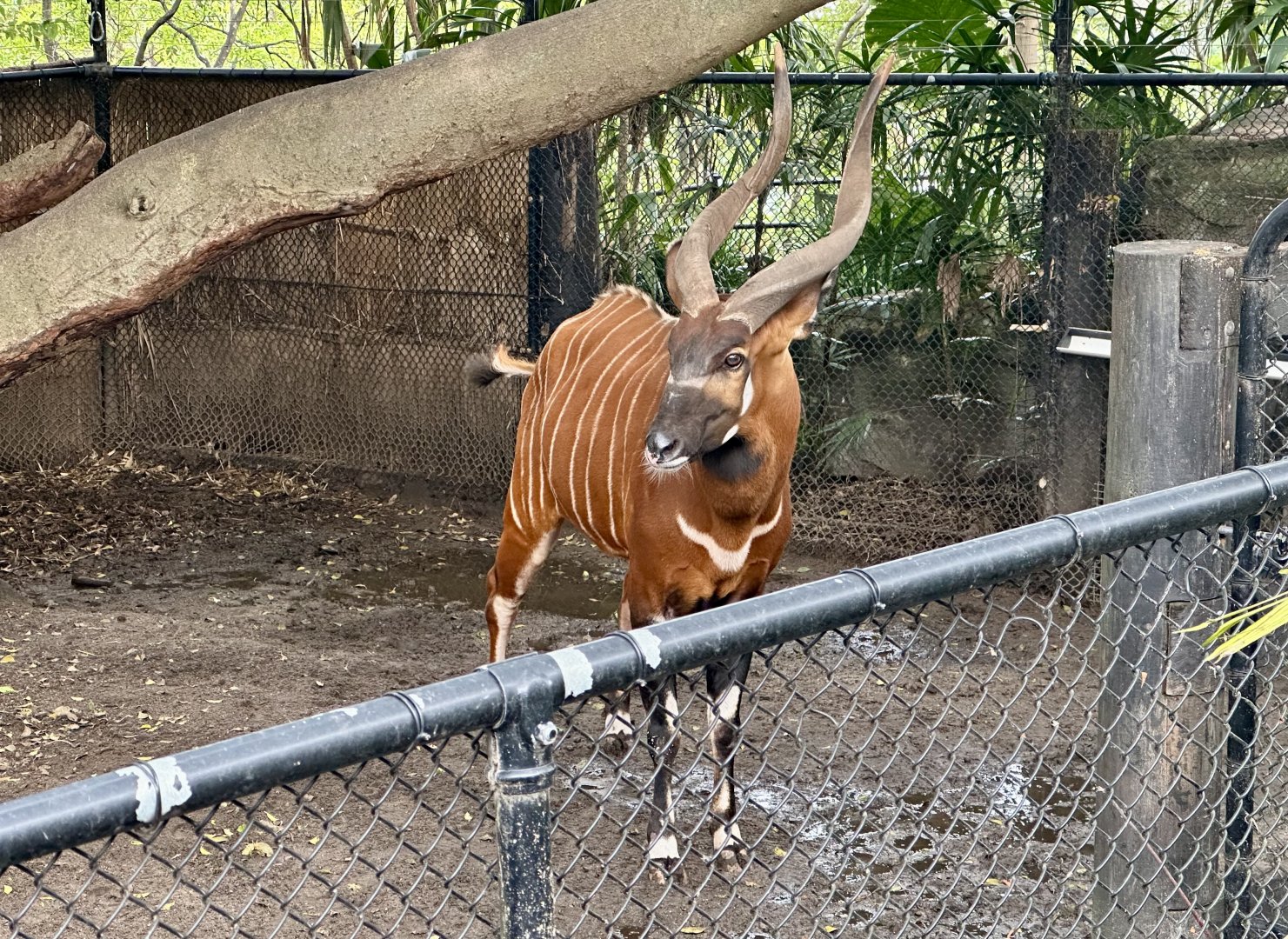 Ekundu (Eastern Bongo)