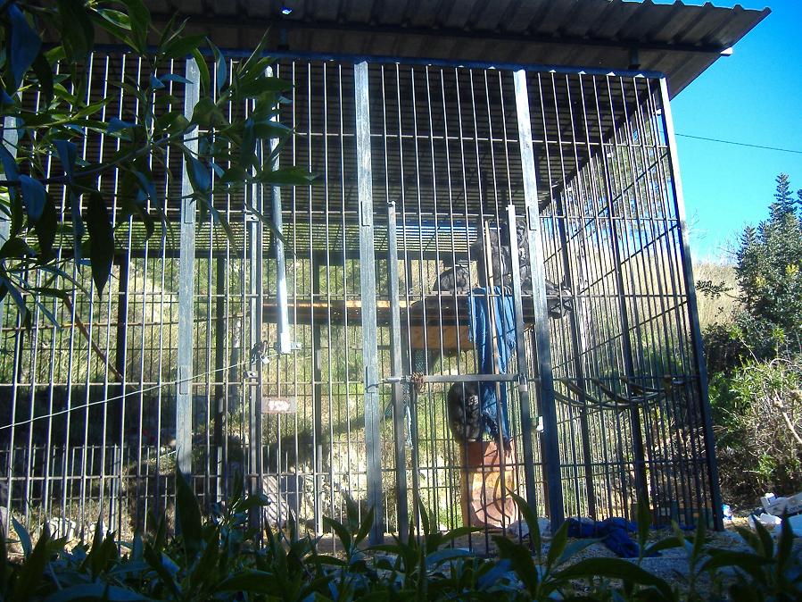 El Arche rescue centre chimps