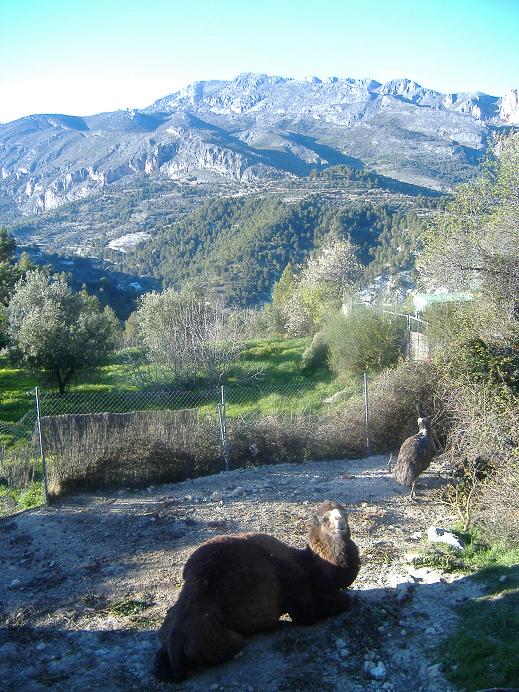 El Arche rescue centre hybrid camel