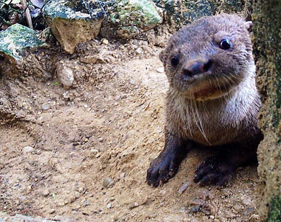 El Chato, the otter