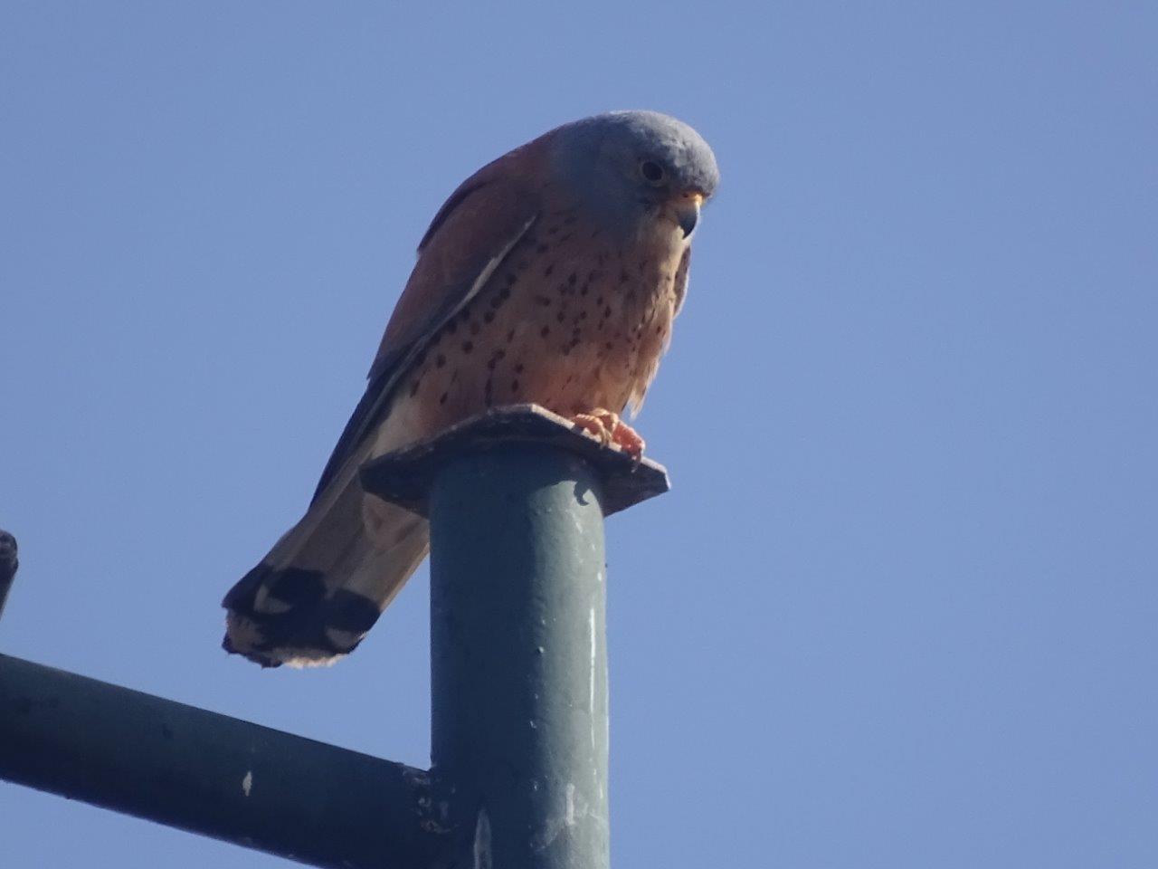El Hajeb - Lesser Kestrel