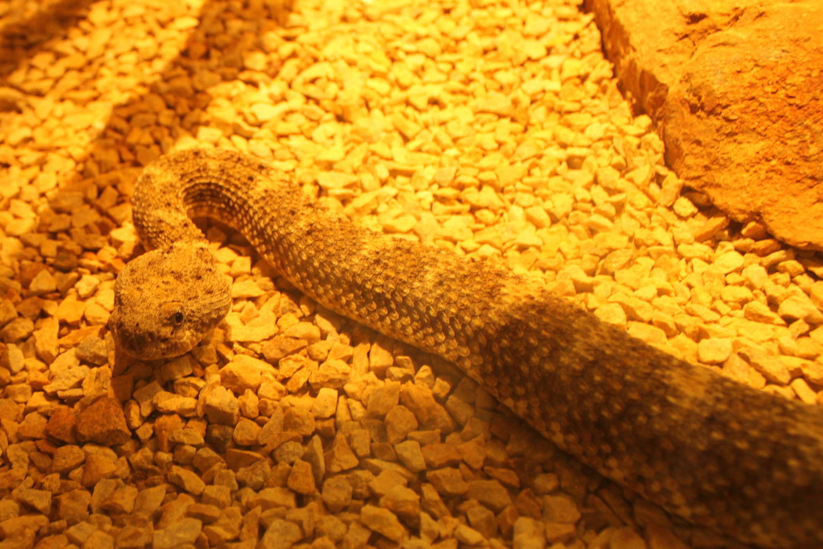 El Muerto Island Speckled Rattlesnake