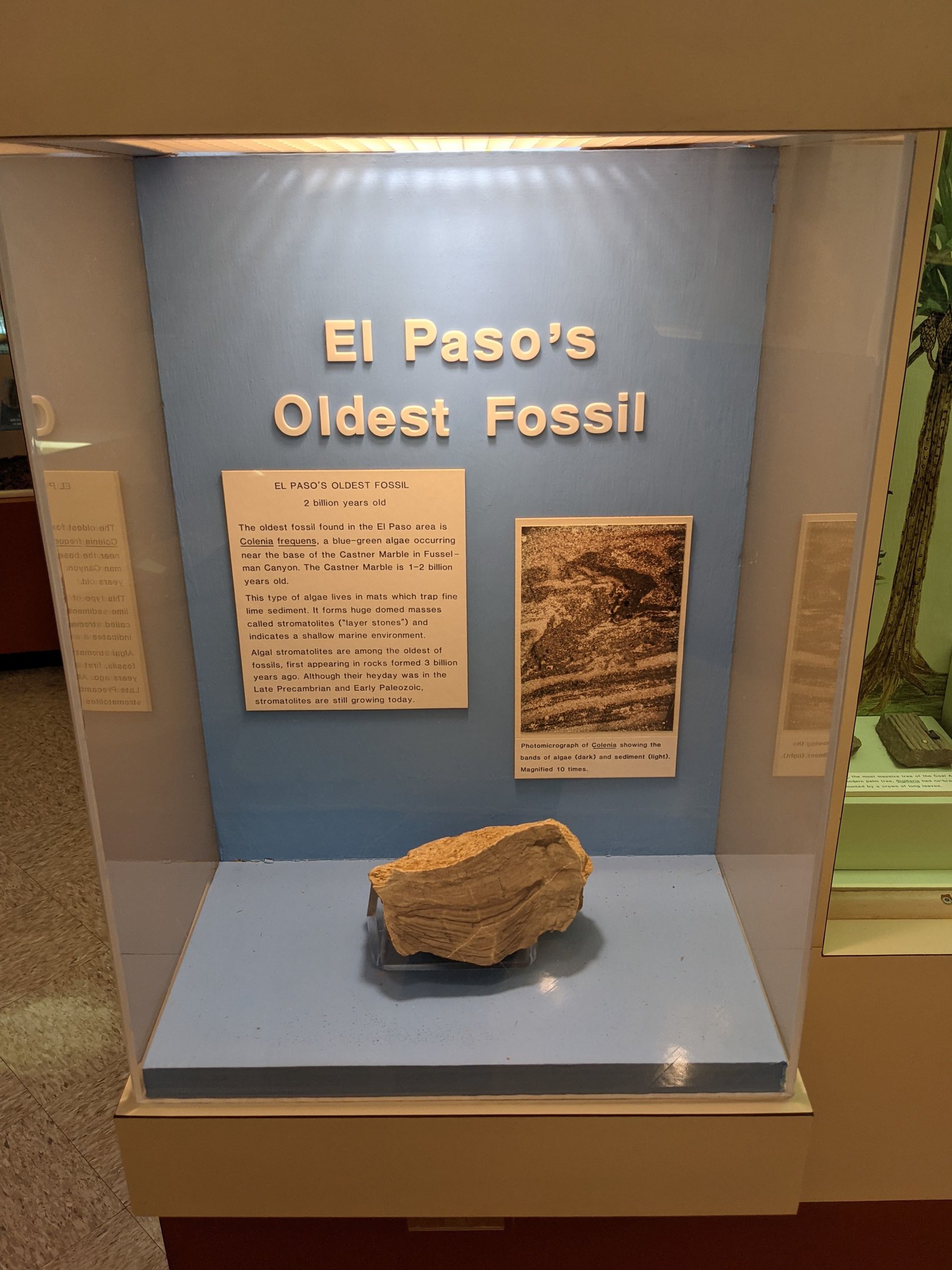 El Paso's Oldest Fossil (2 Billion Years Old) in Display Case