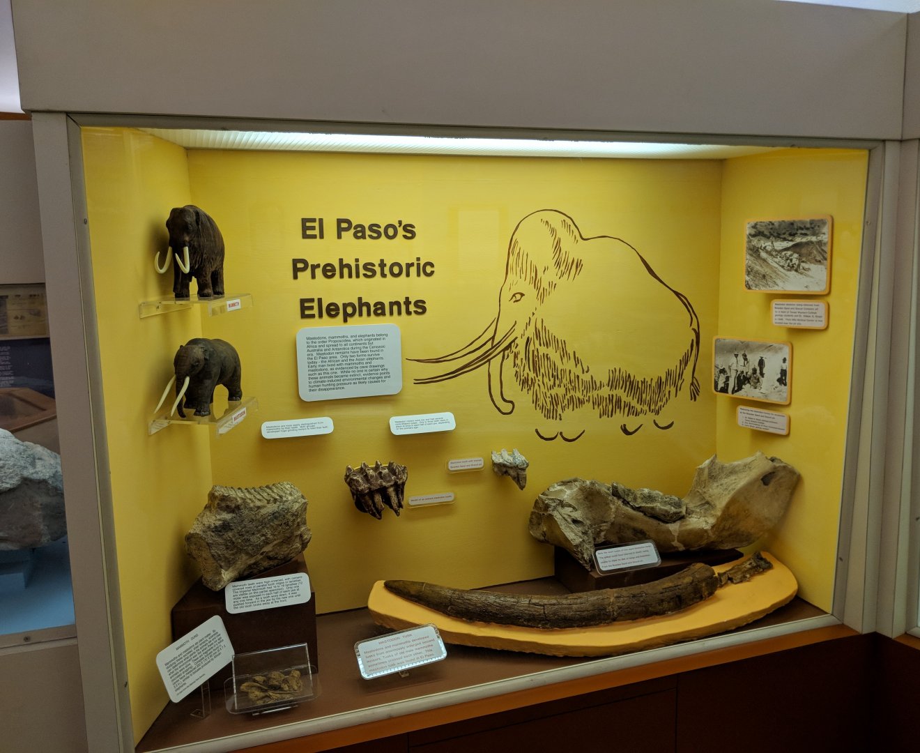 El Paso's Prehistoric Elephants Display