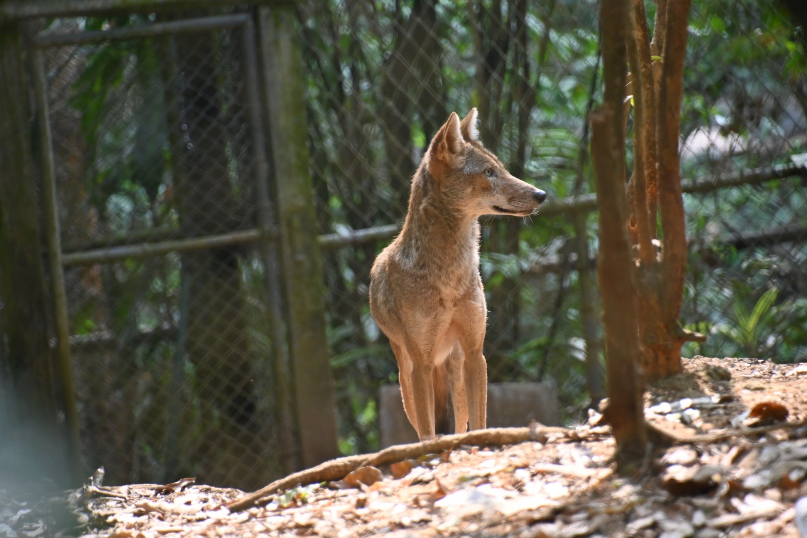 El Salvador coyote (Canis latrans dickeyi)