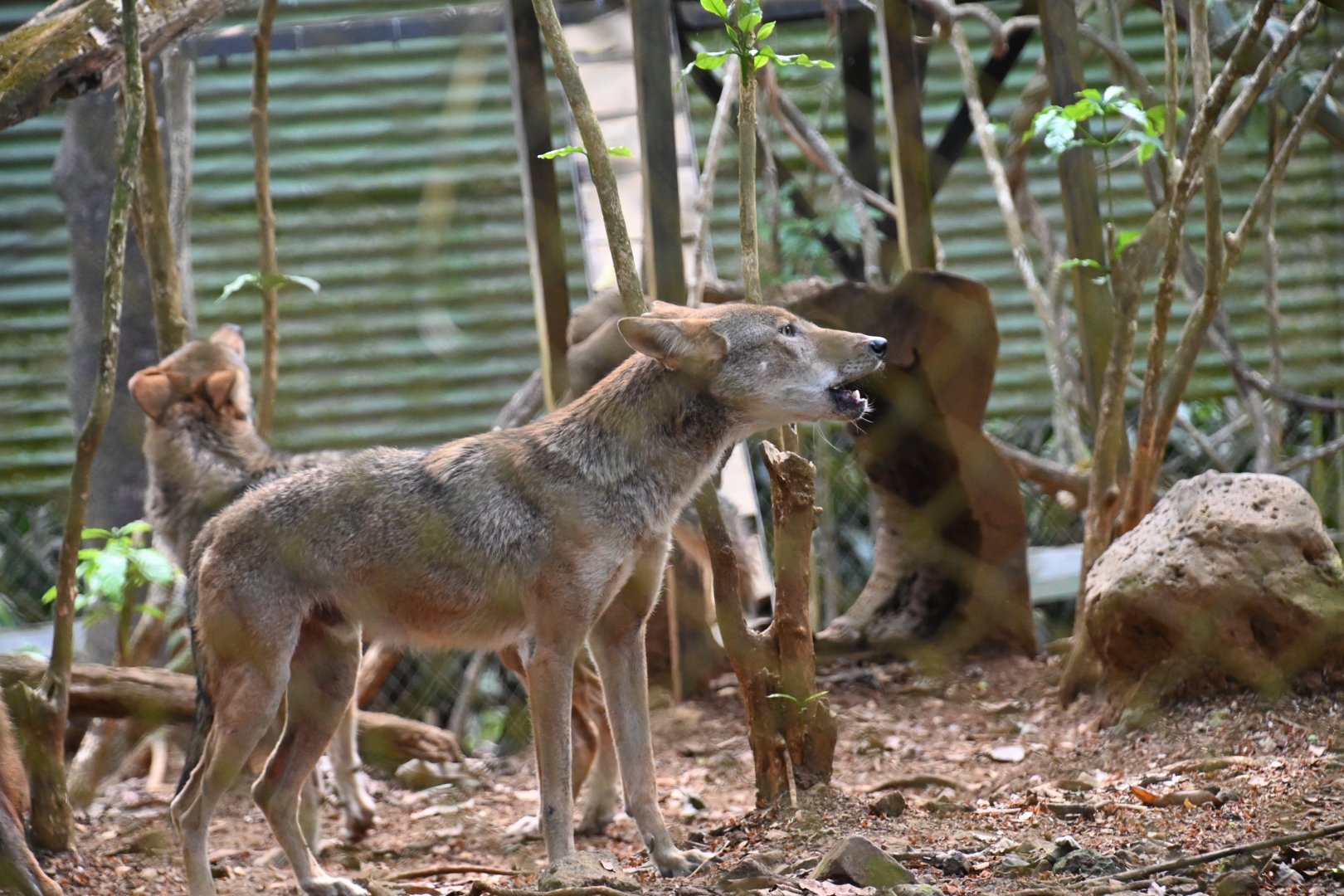 El Salvador coyote (Canis latrans dickeyi)