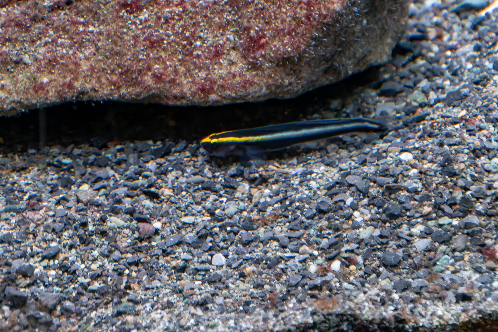 Elacatinus evelynae? - Sea Life Hannover