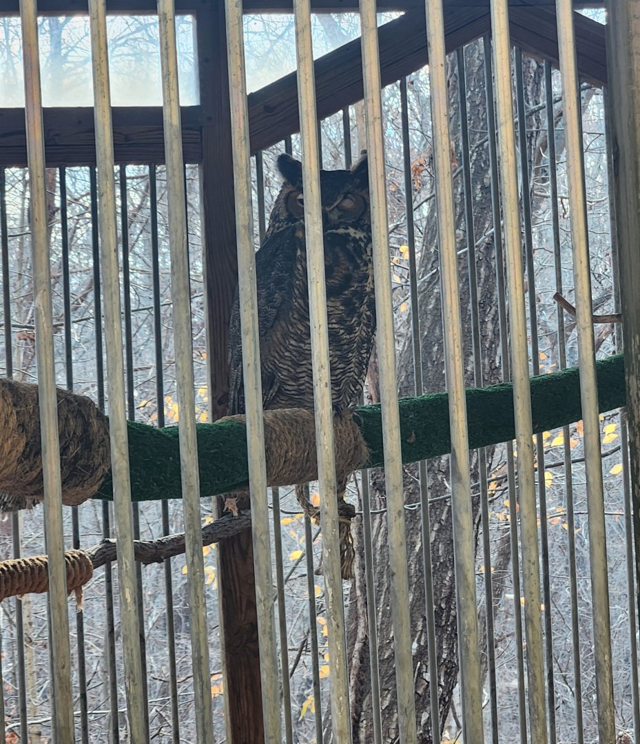 Elachee Nature Science Center - Great Horned Owl