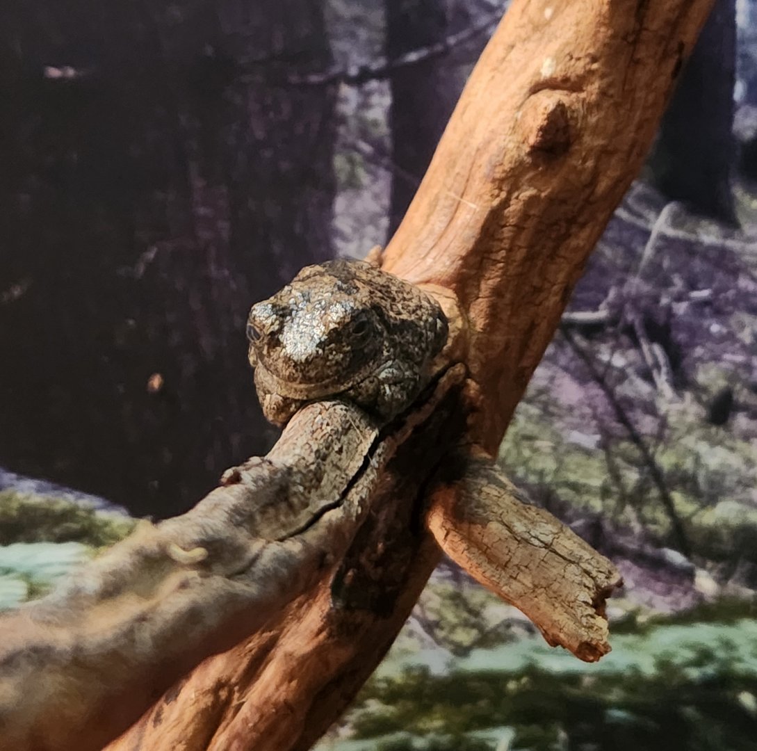 Elachee Nature Science Center - Hyla chrysoscelis