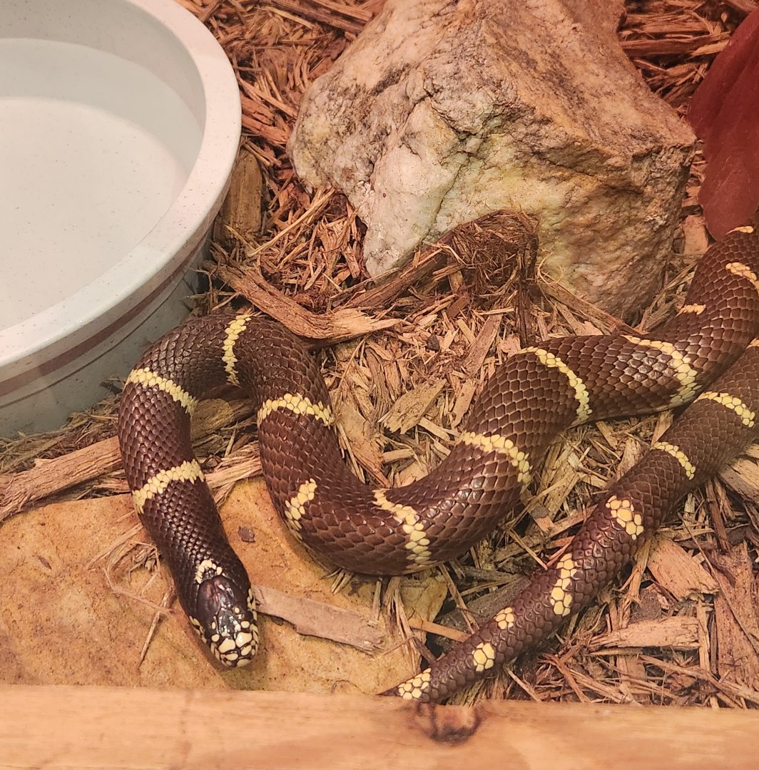 Elachee Nature Science Center - Lampropeltis californiae