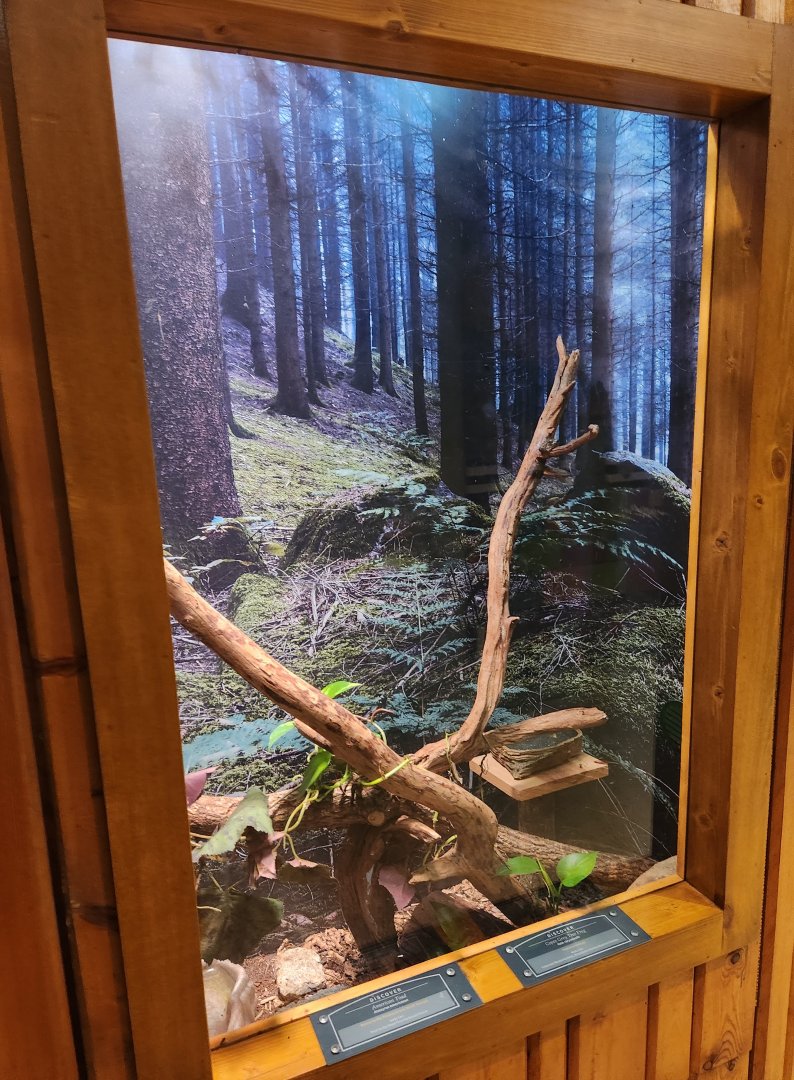 Elachee Nature Science Center - Tree Frog exhibit