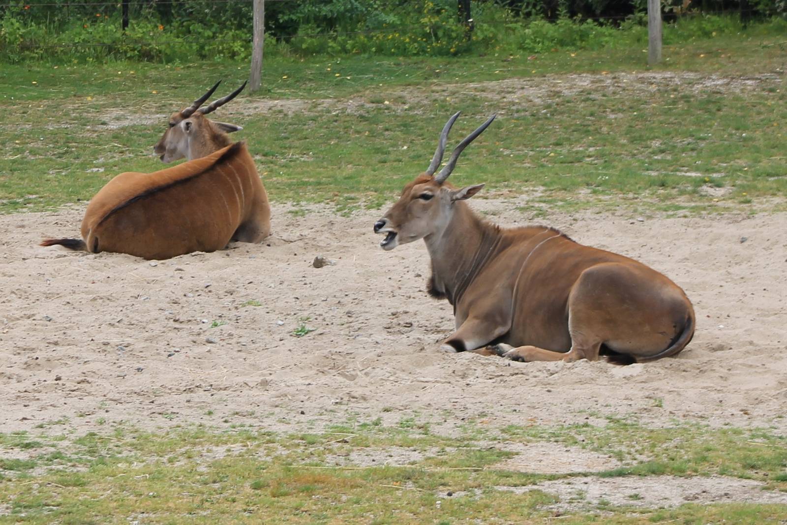 Elan antilopes
