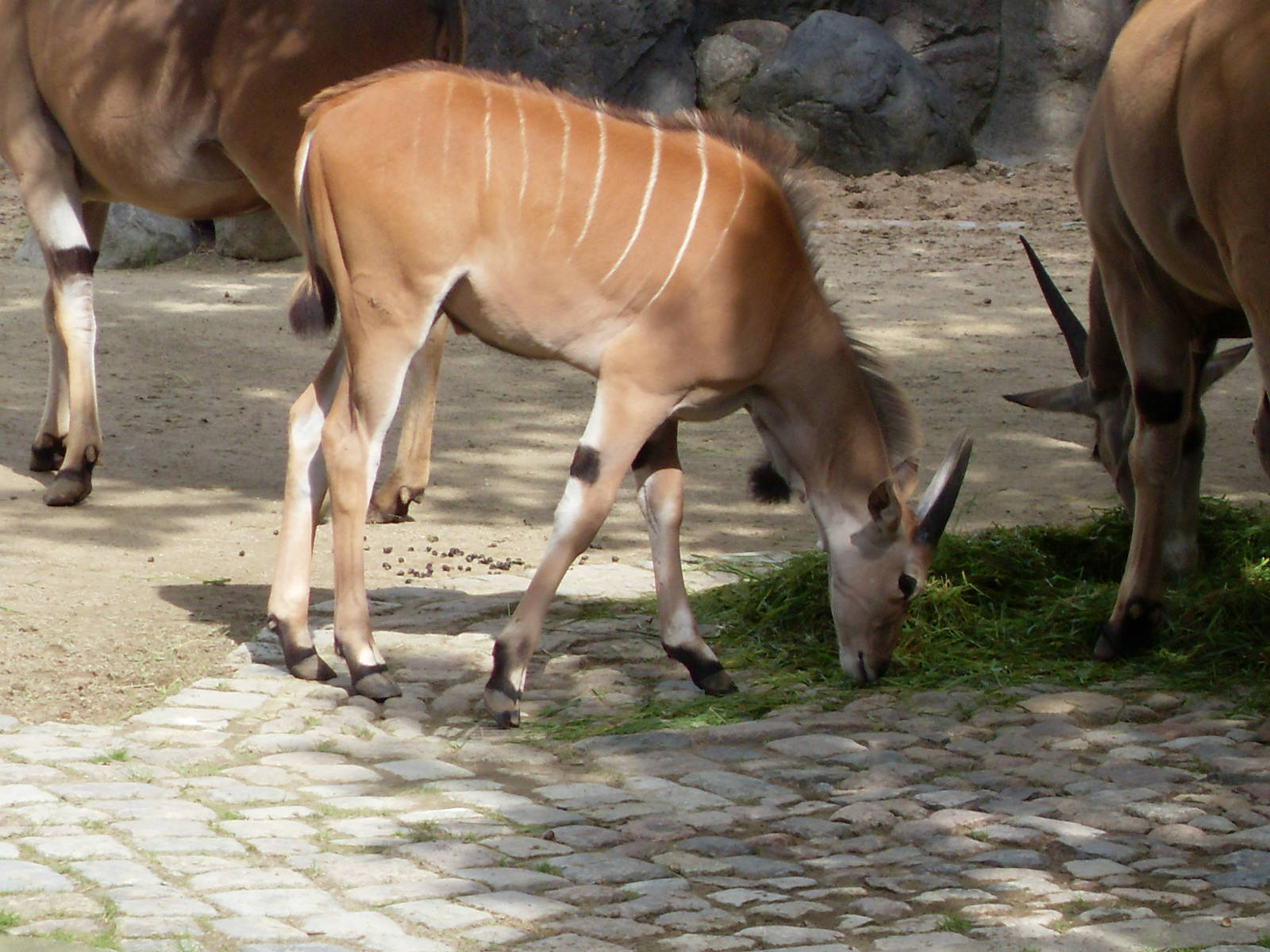 eland 030910